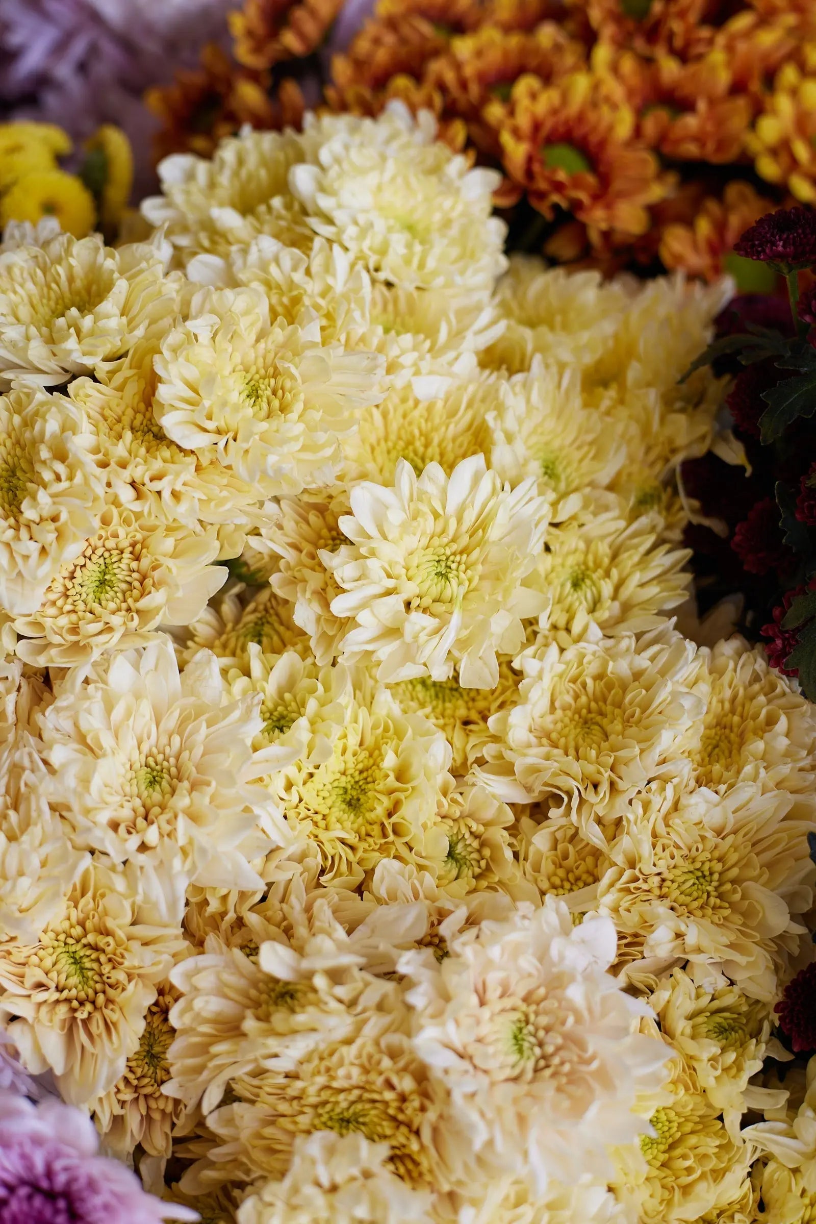Chrysanthemum 1magnolialane