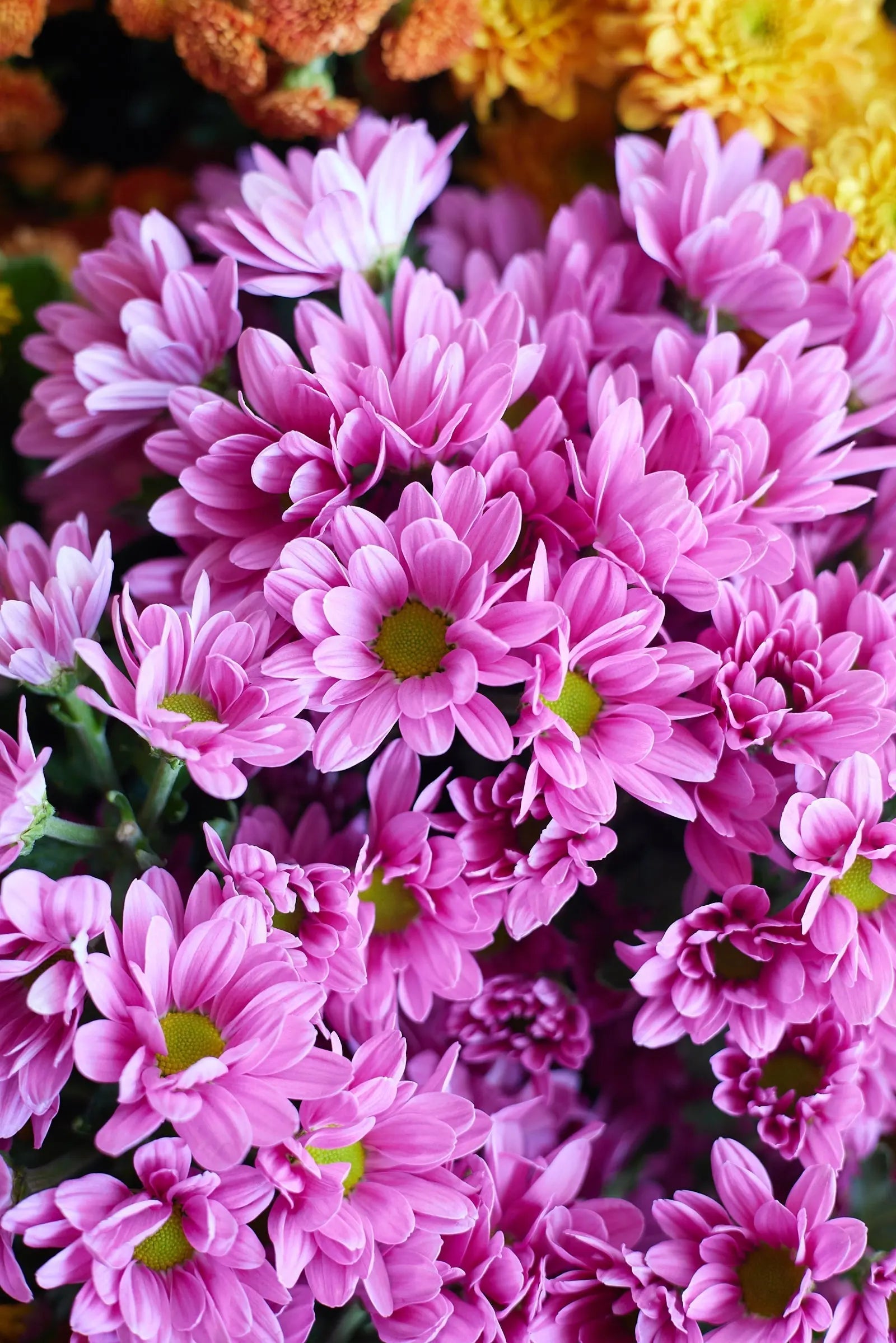 Chrysanthemum 1magnolialane
