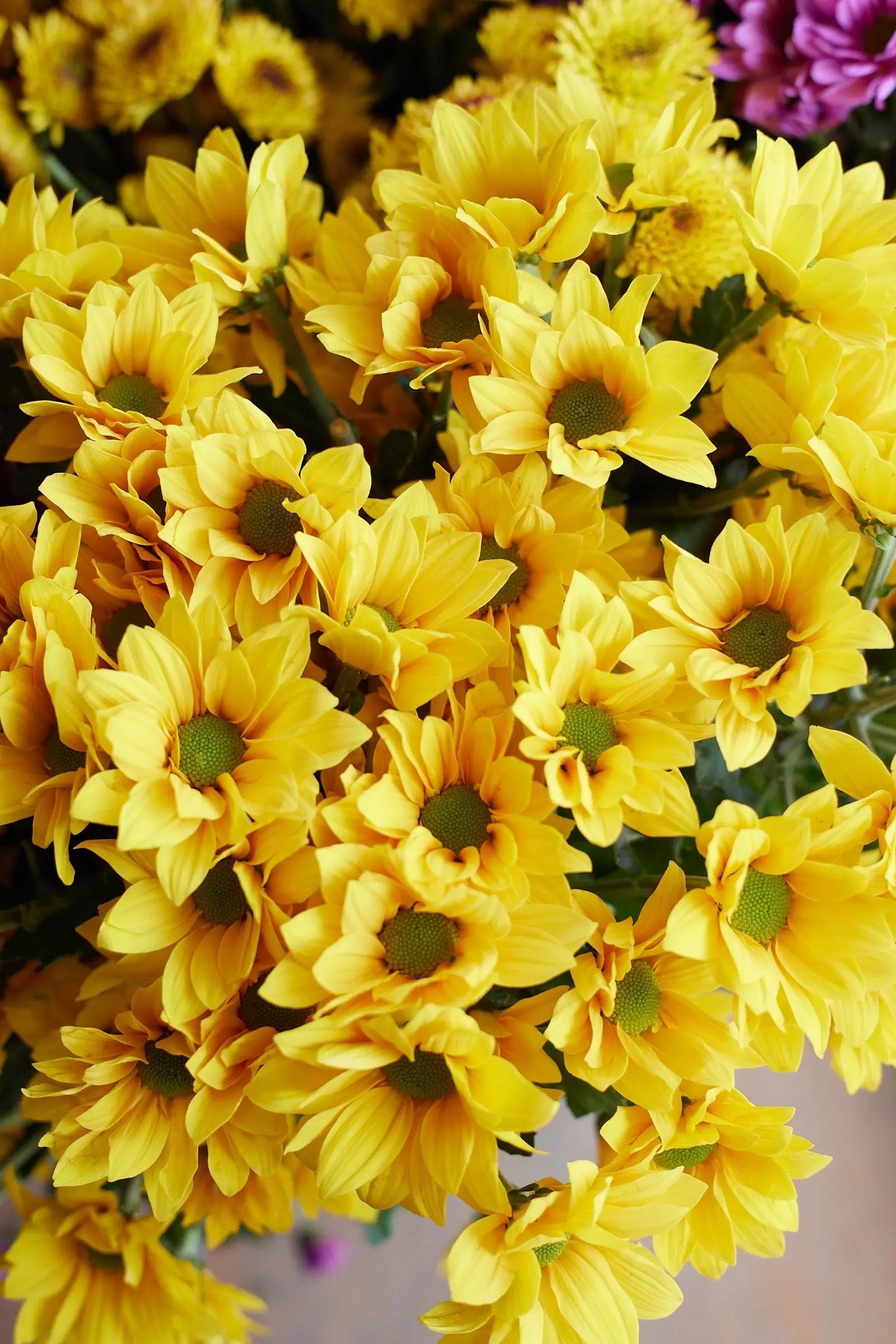 Chrysanthemum 1magnolialane