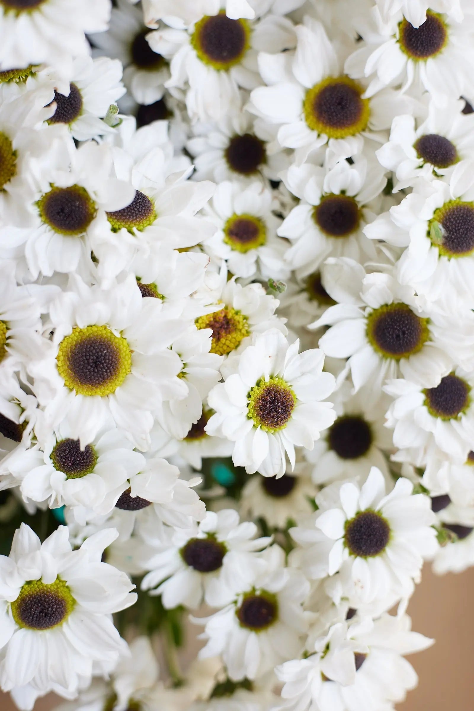 Chrysanthemum 1magnolialane
