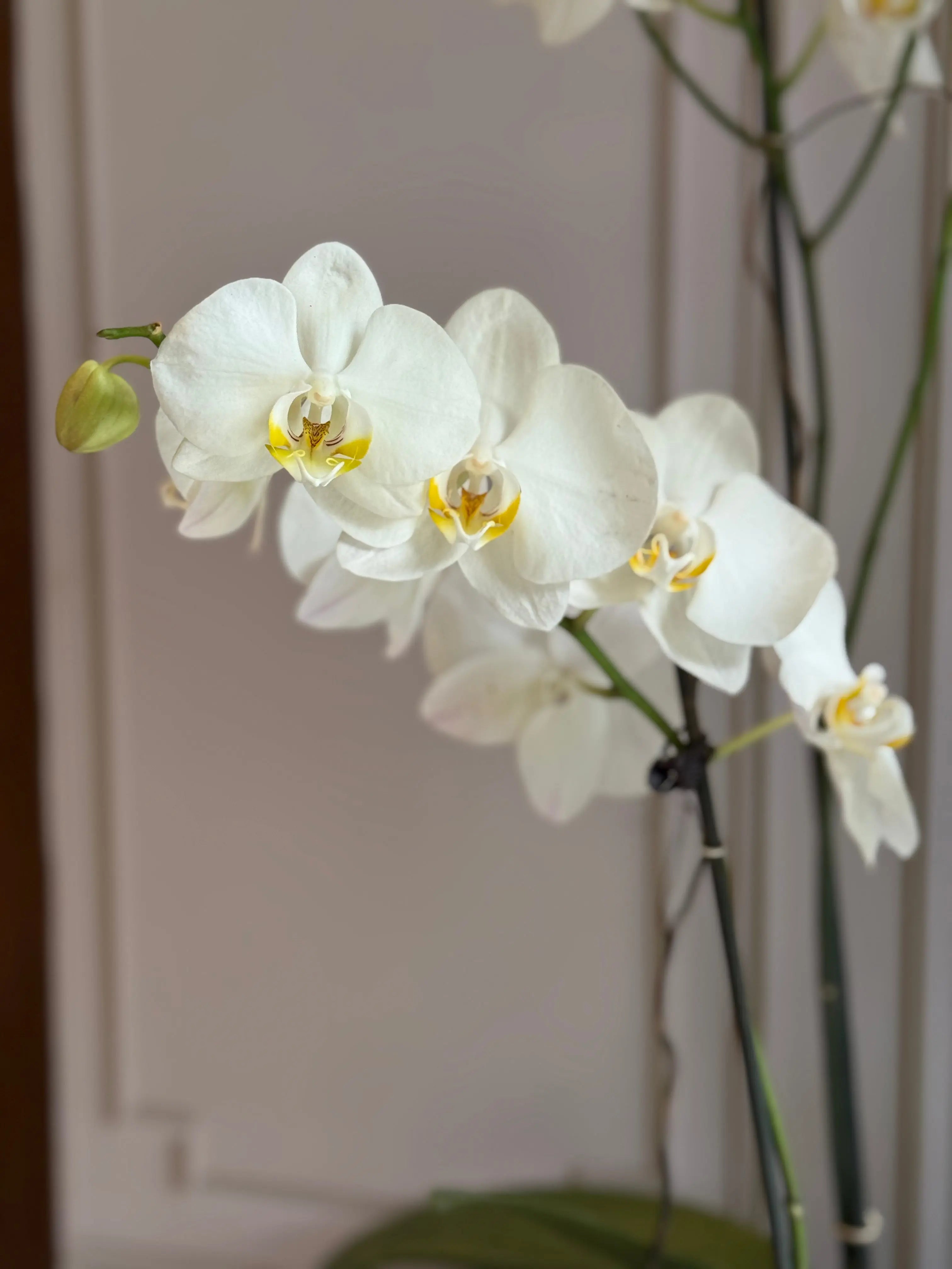 Phalaenopsis Pots - 5 stems 1magnolialane