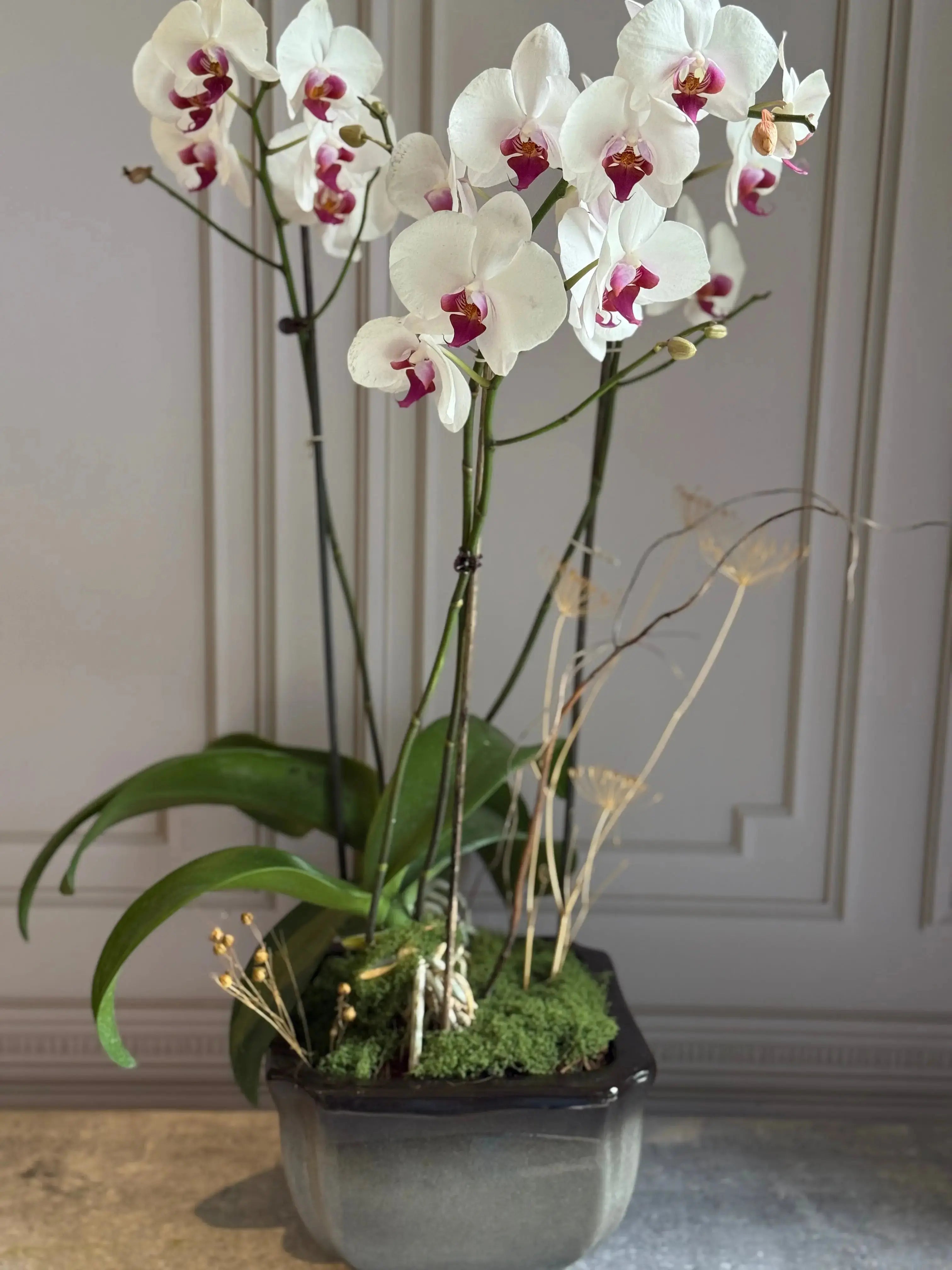 Phalaenopsis Pots - 3 stems 1magnolialane