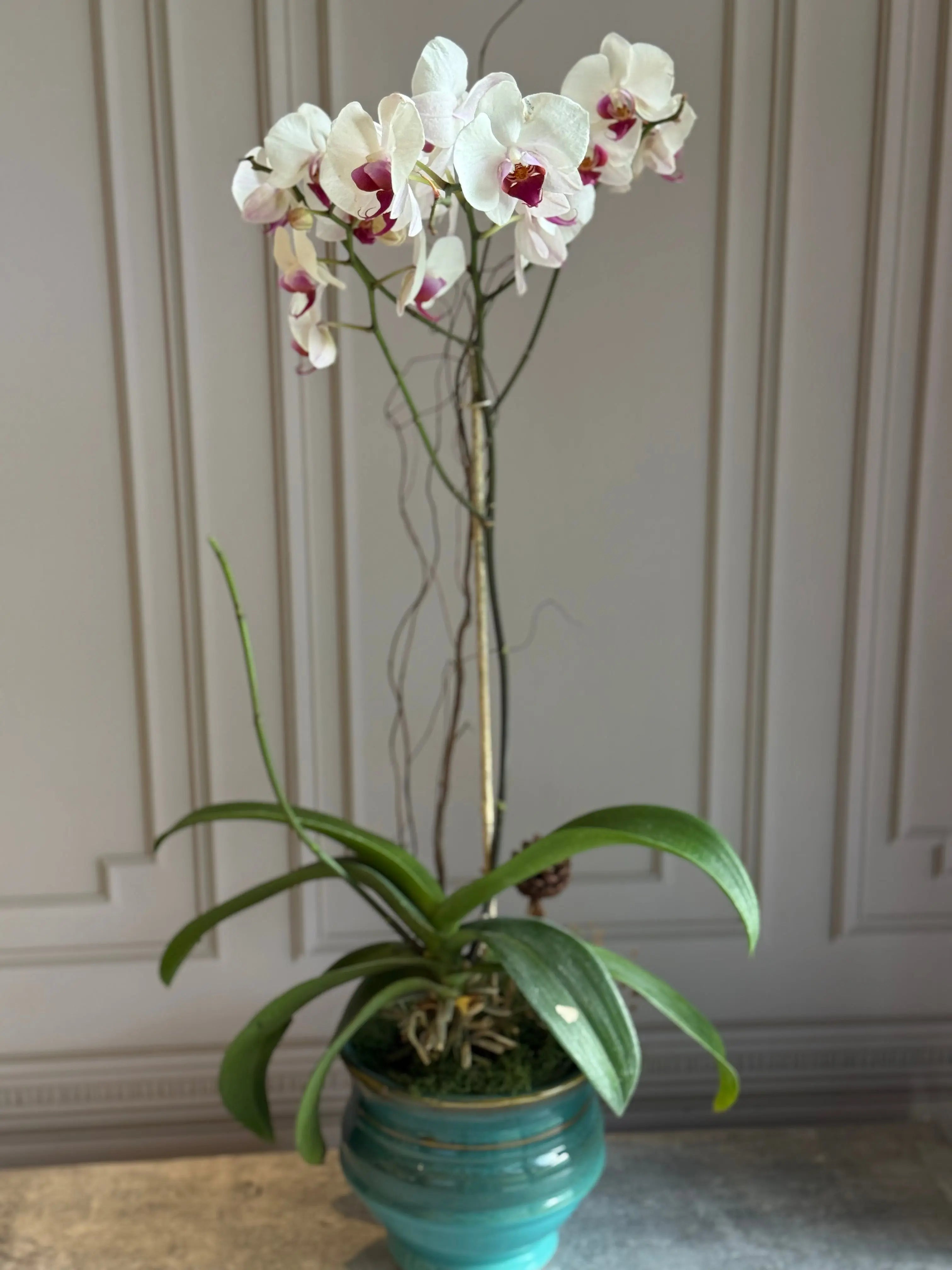 Phalaenopsis Pots - 1 Stem 1magnolialane