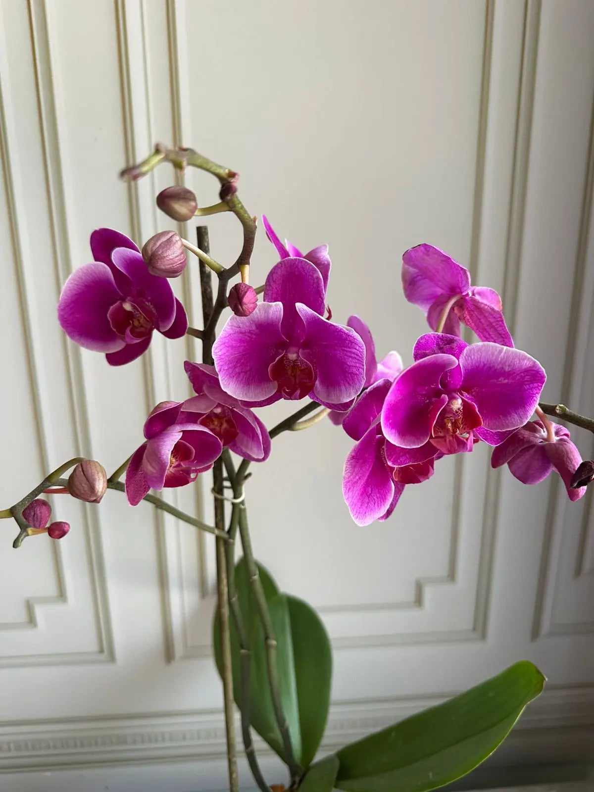 Phalaenopsis Pots ( 2 stems ) 23 1magnolialane
