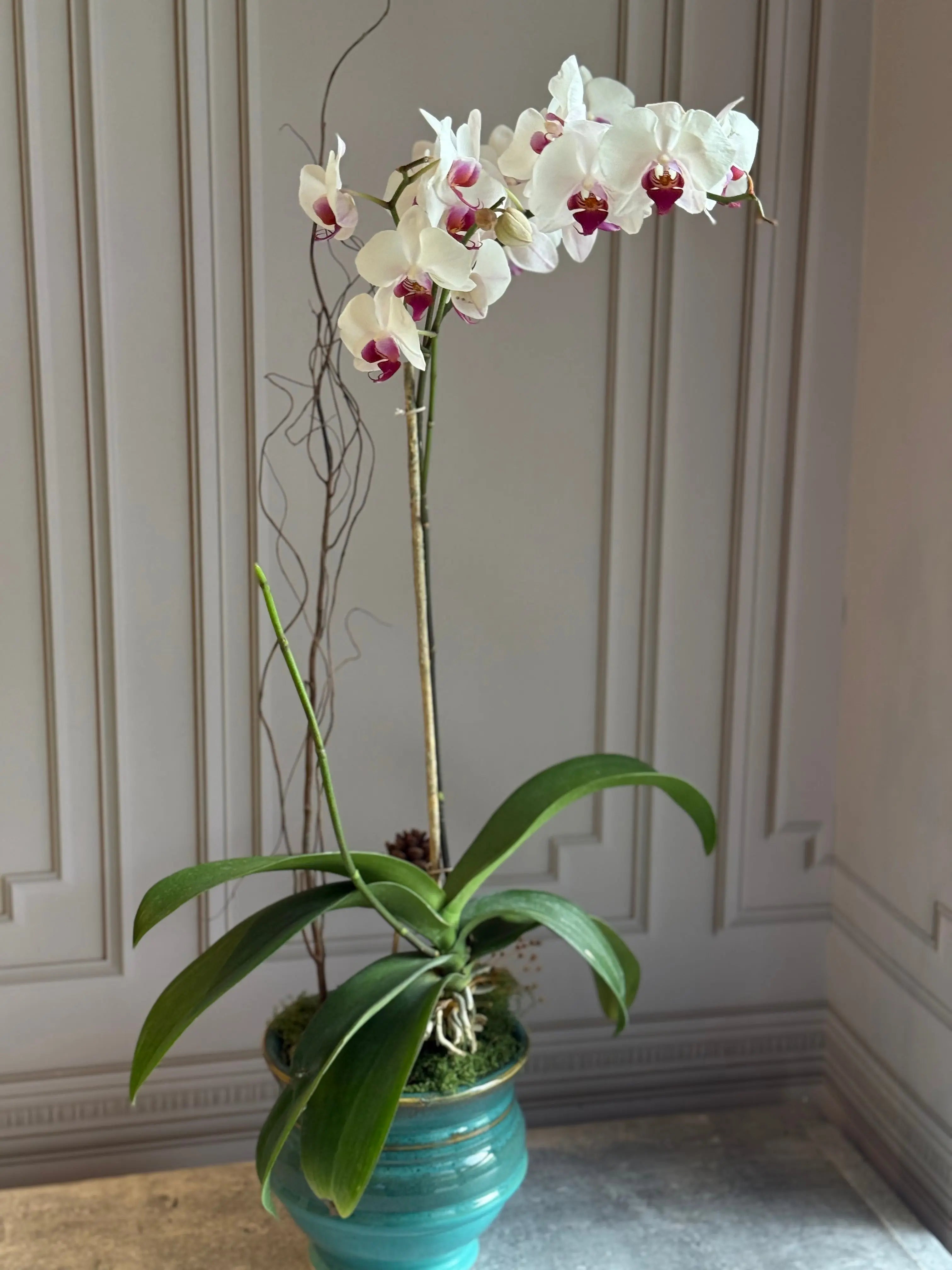 Phalaenopsis Pots - 1 Stem 1magnolialane