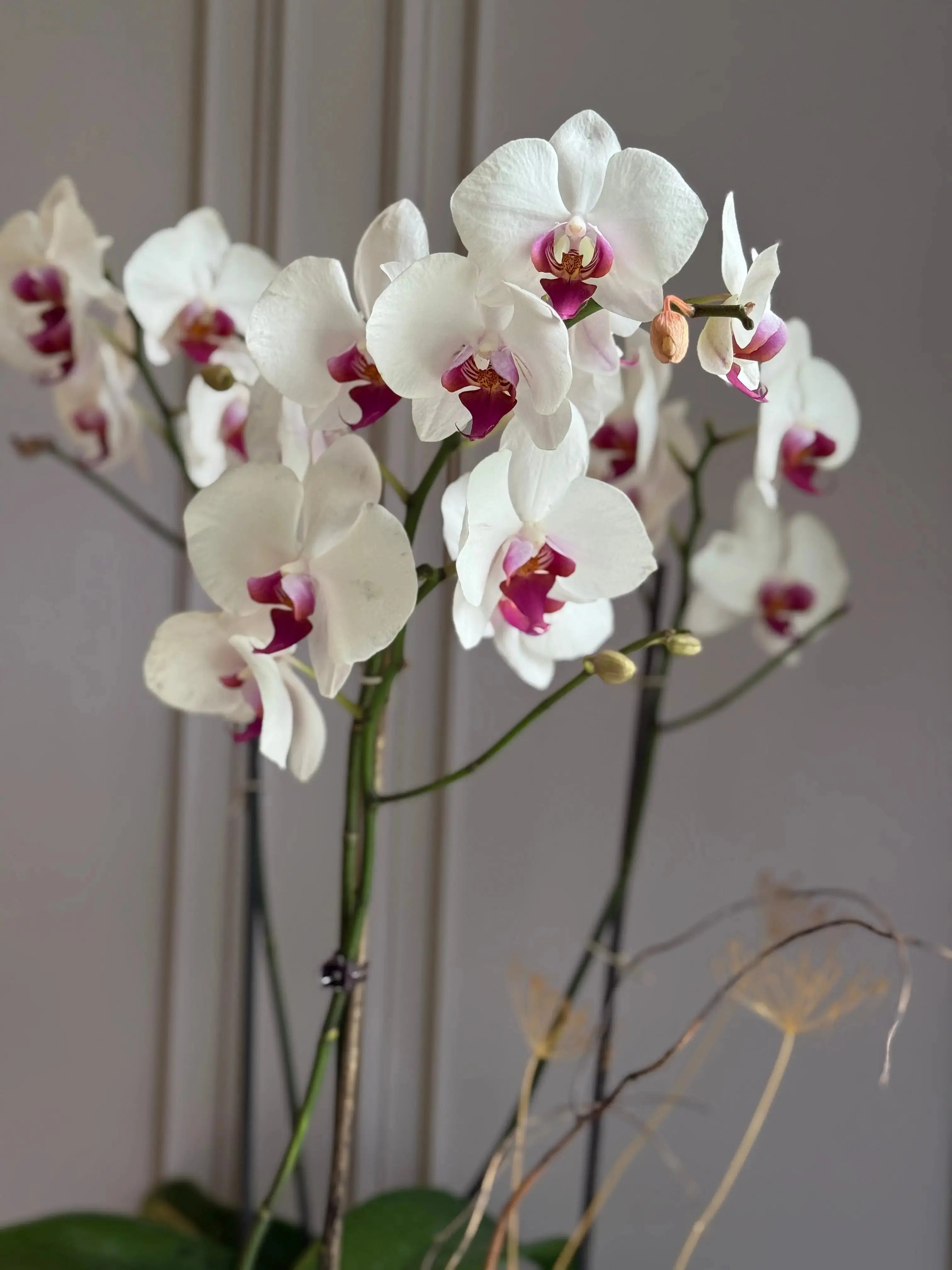 Phalaenopsis Pots - 3 stems 1magnolialane