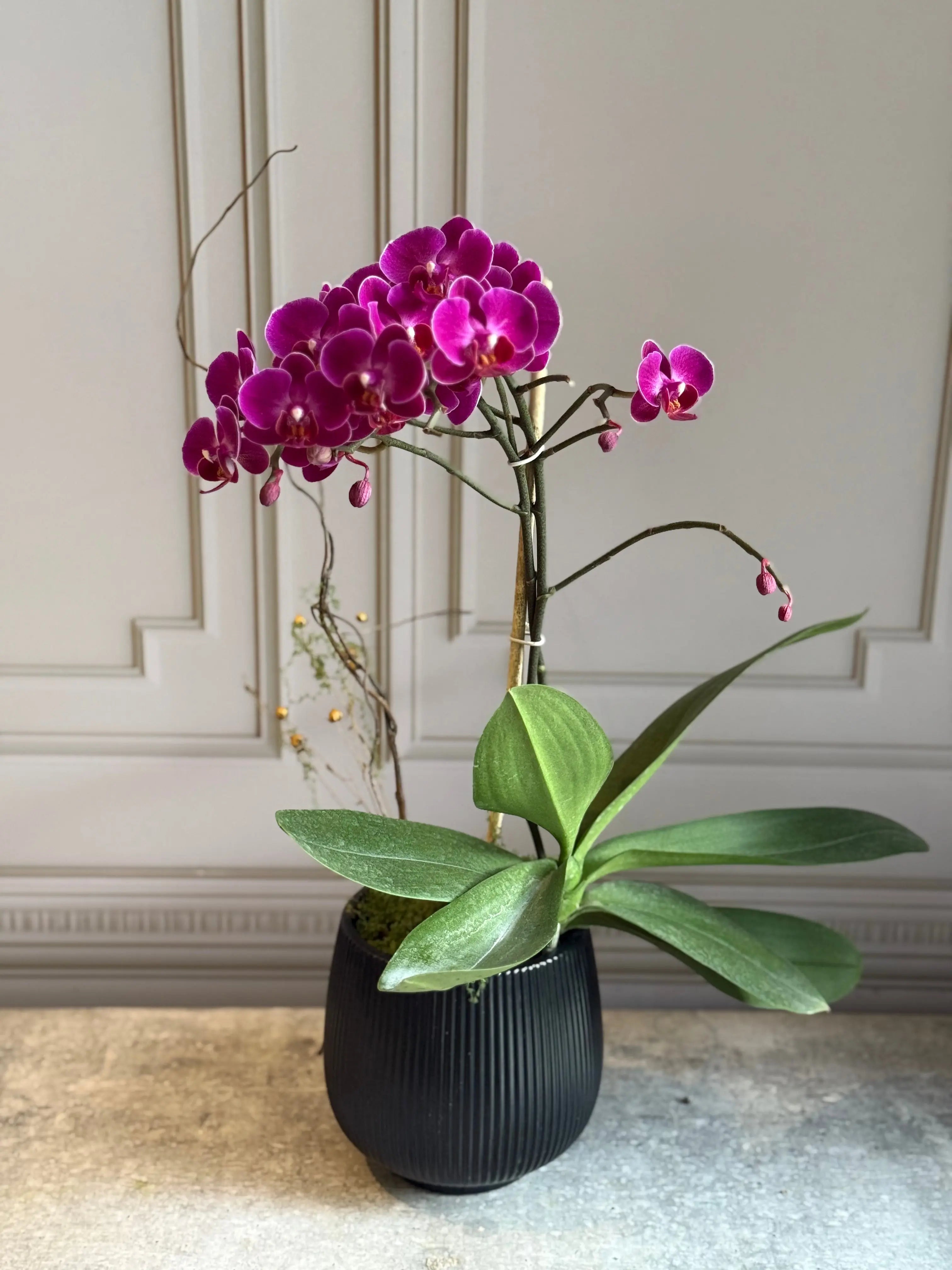 Phalaenopsis Pots - 1 Stem 1magnolialane
