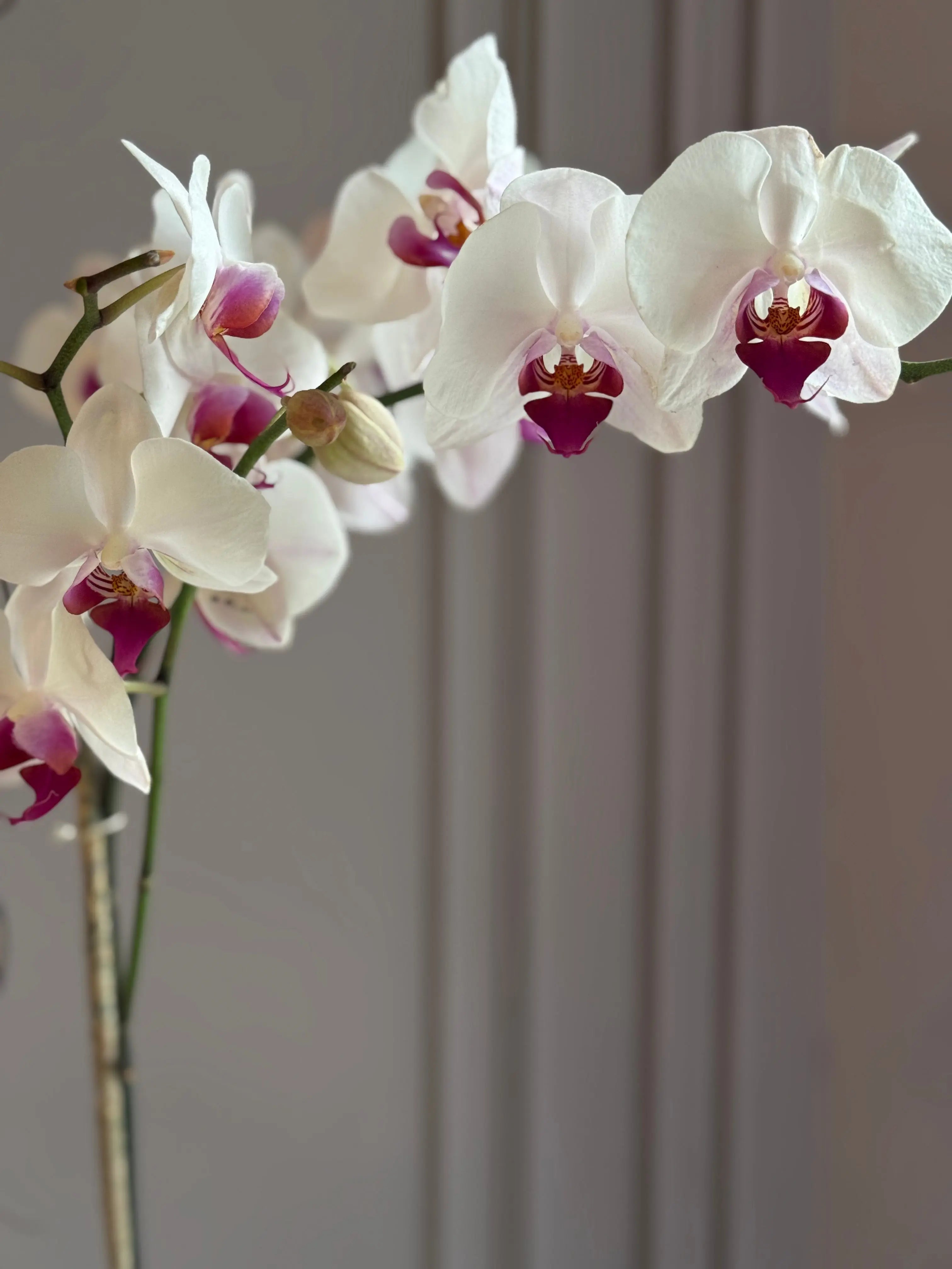 Phalaenopsis Pots - 1 Stem 1magnolialane