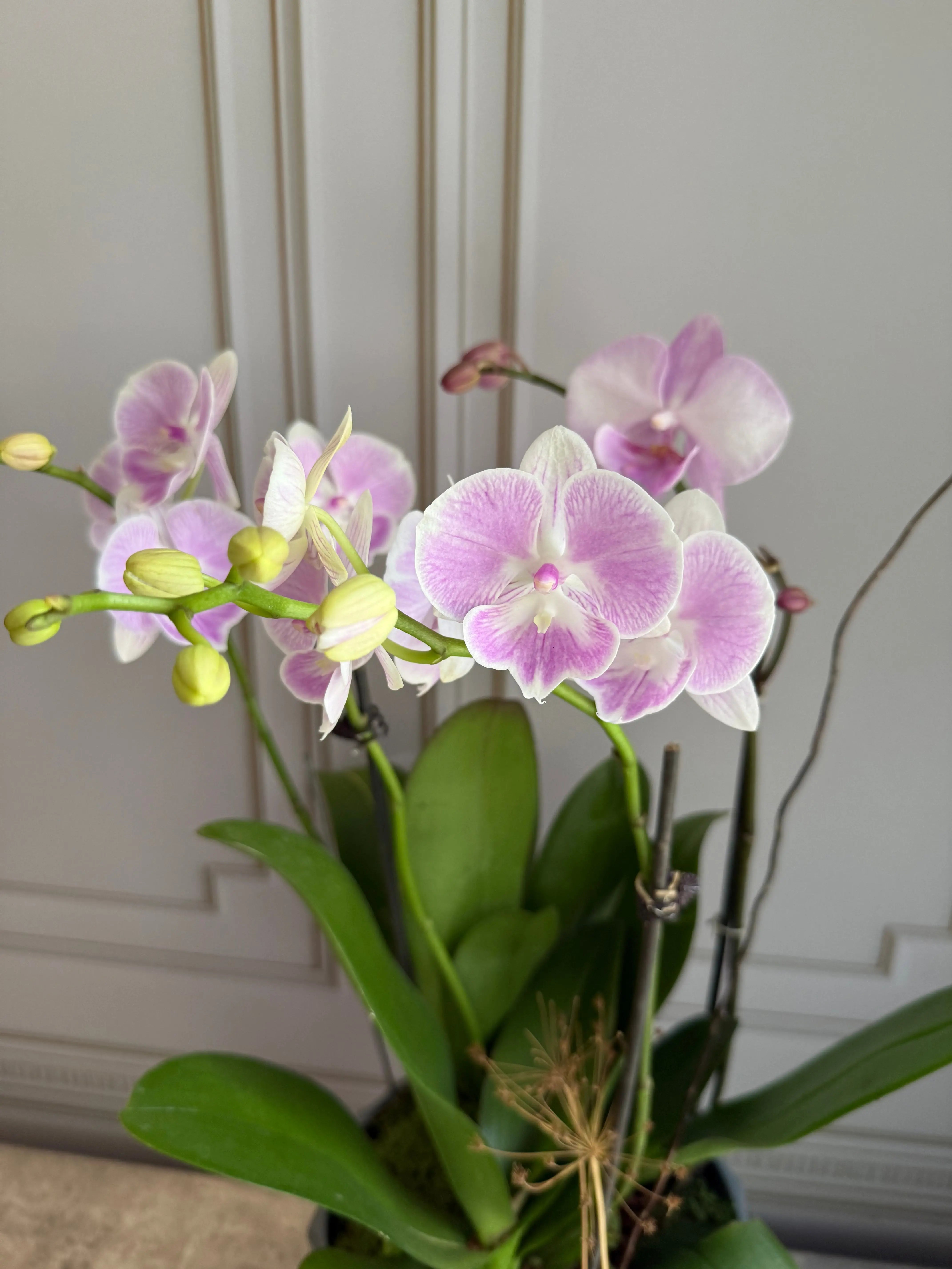 Phalaenopsis Pots - 3 stems 1magnolialane