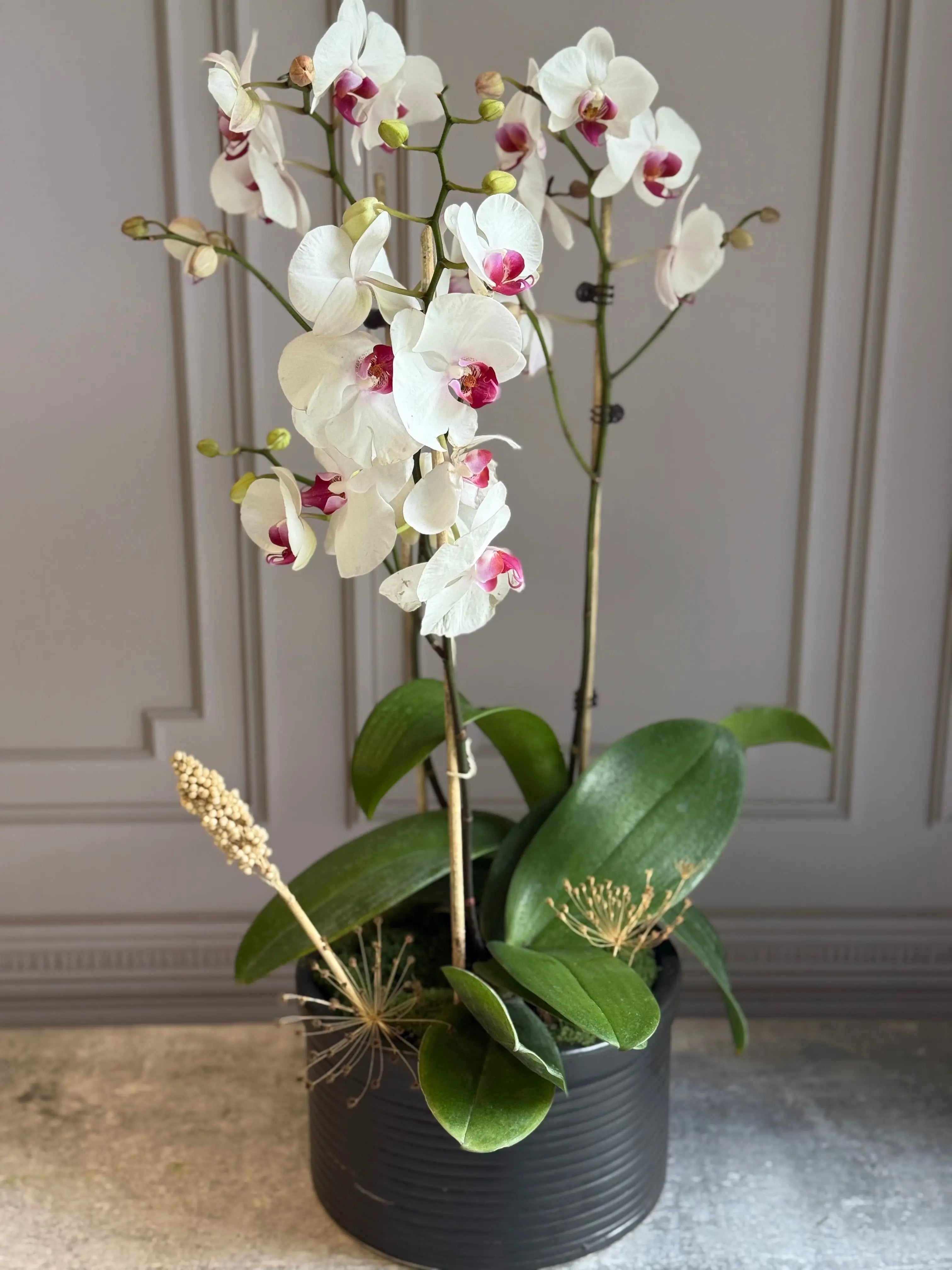 Phalaenopsis Pots - 3 stems 1magnolialane