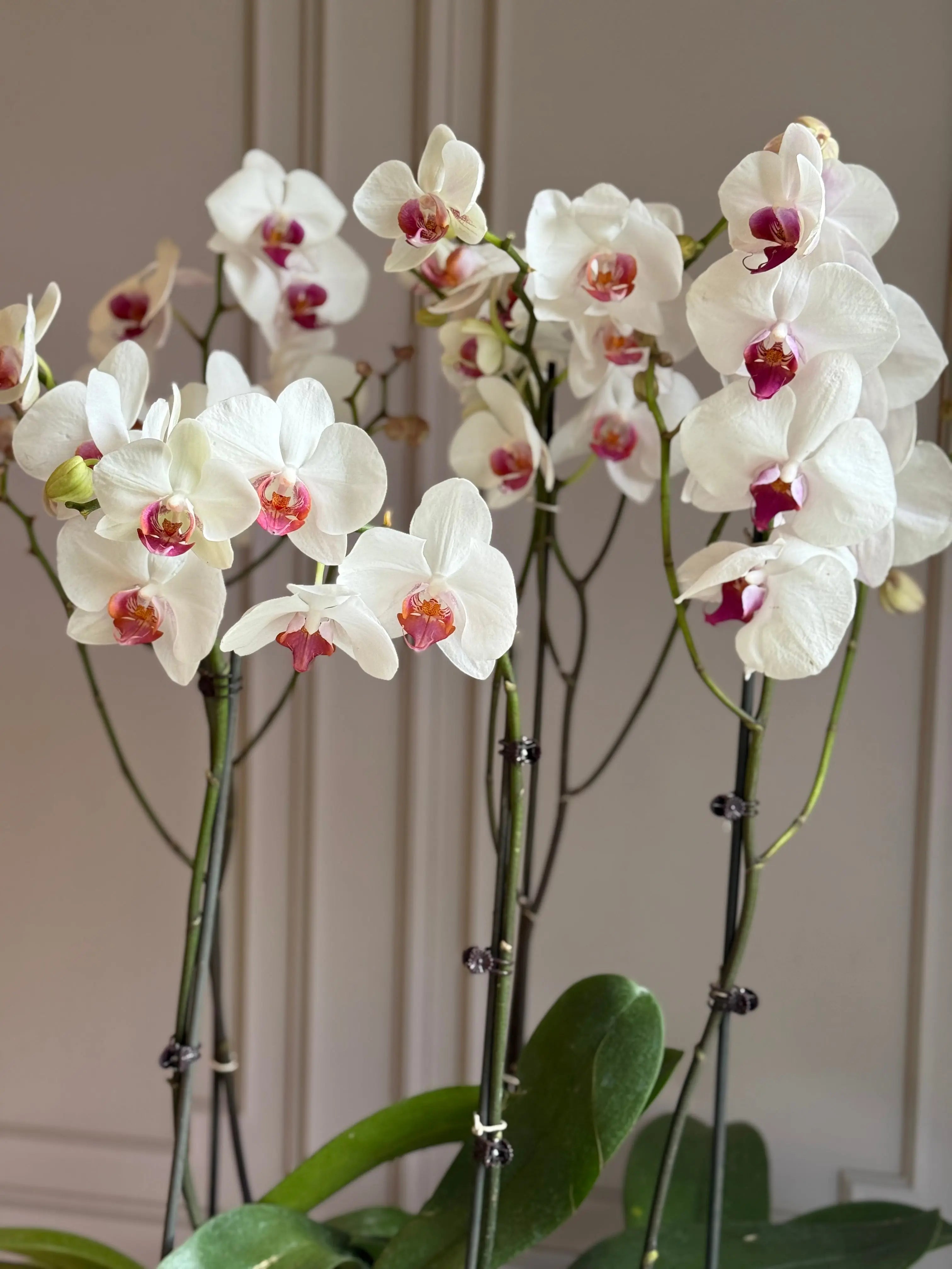 Phalaenopsis Pots - 5 stems 1magnolialane