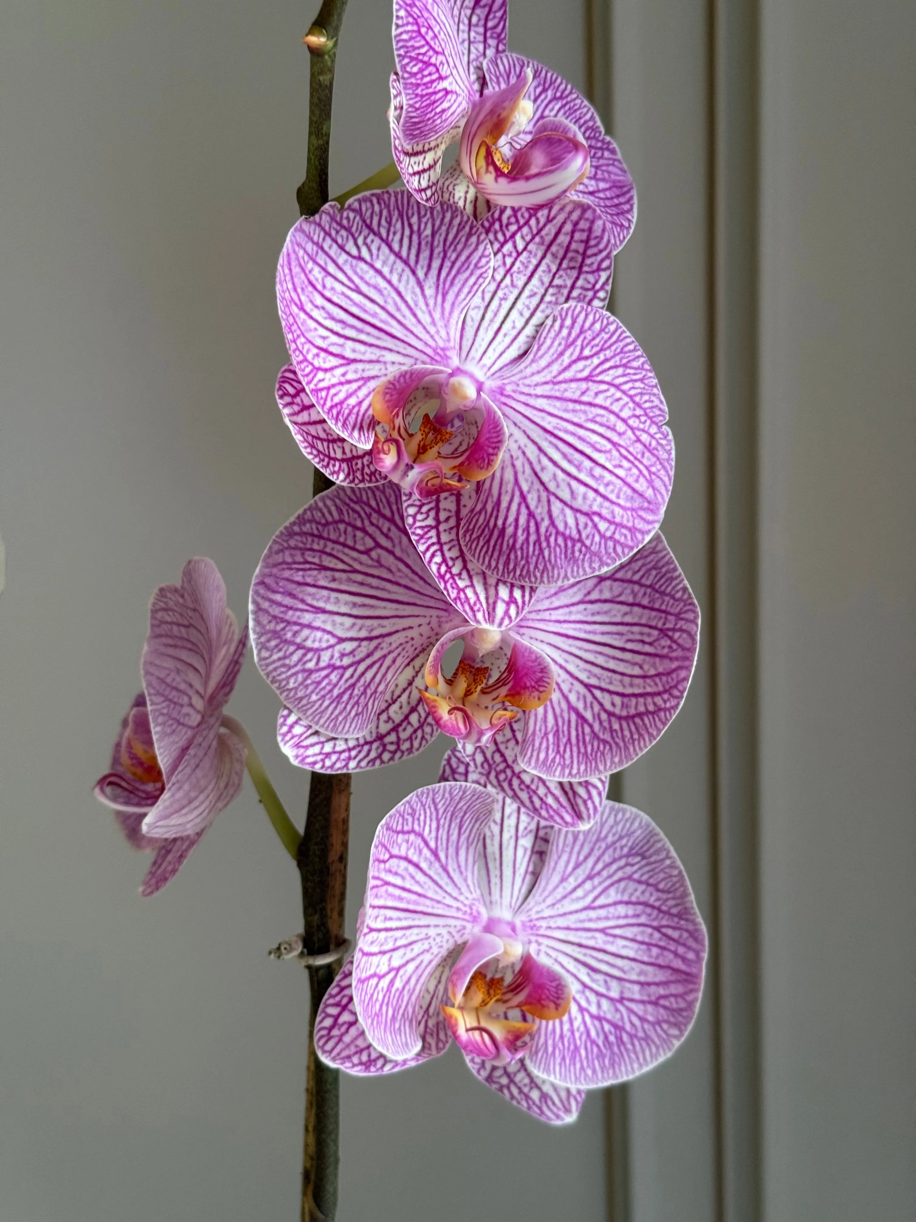 Phalaenopsis Pots - 2 stems 1magnolialane