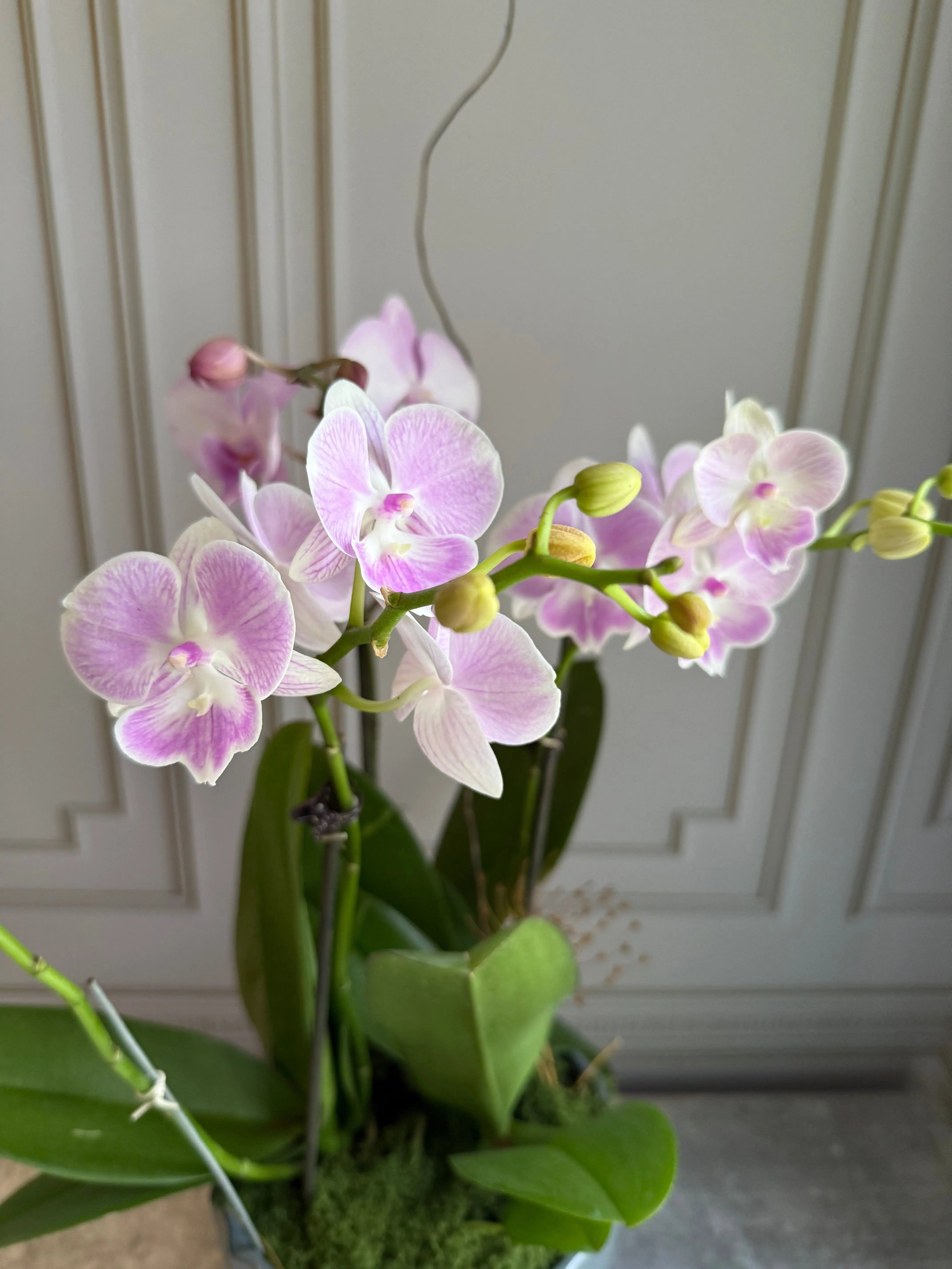 Phalaenopsis Pots - 3 stems 1magnolialane