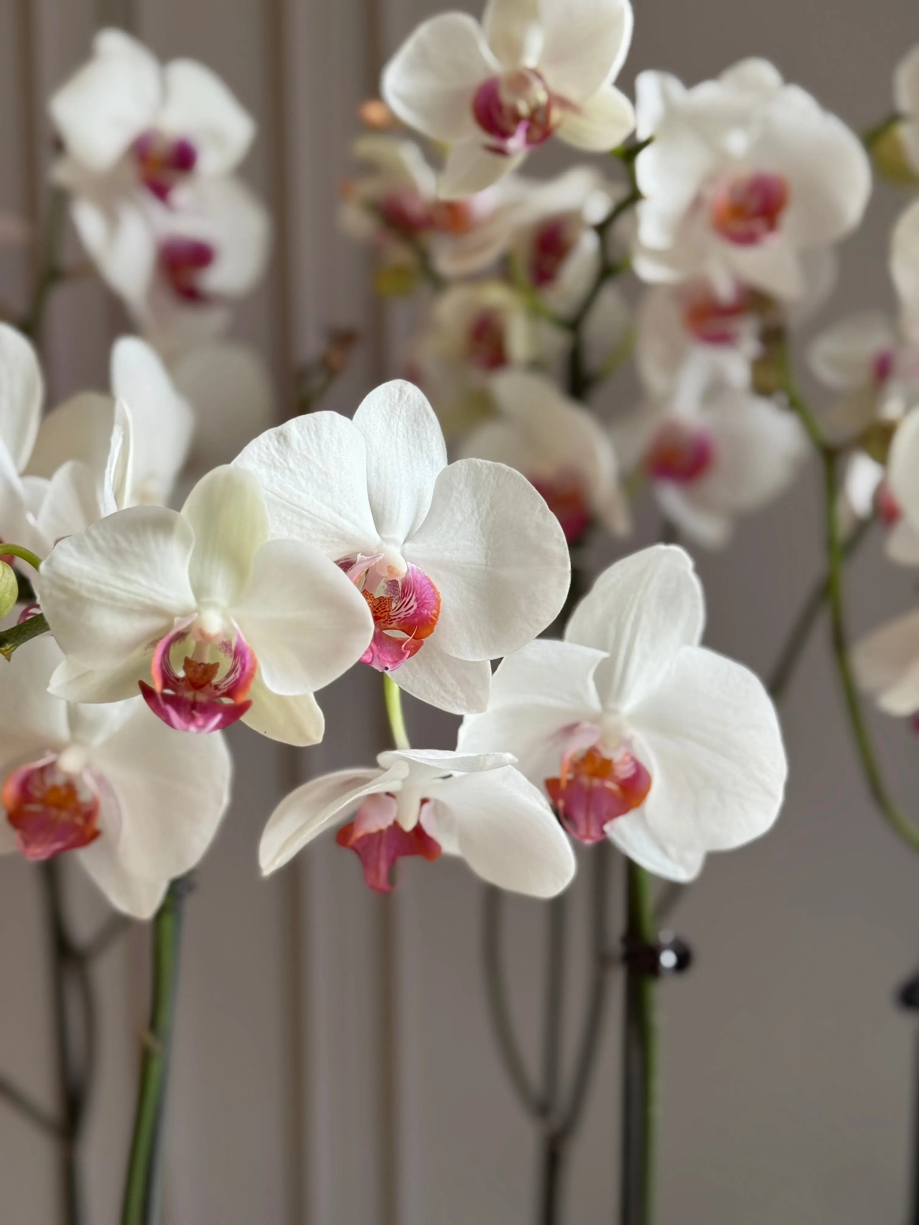 Phalaenopsis Pots - 5 stems 1magnolialane