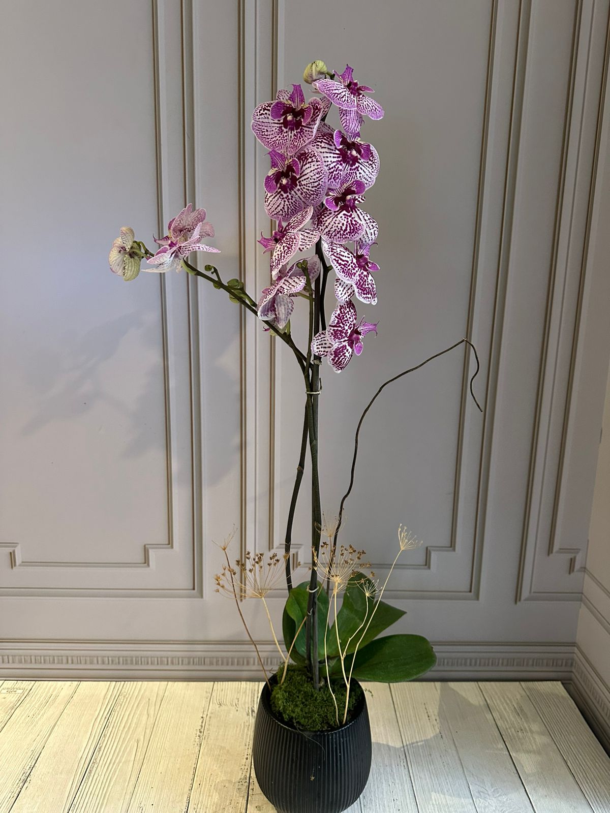 Phalaenopsis Plants - Pink Striped