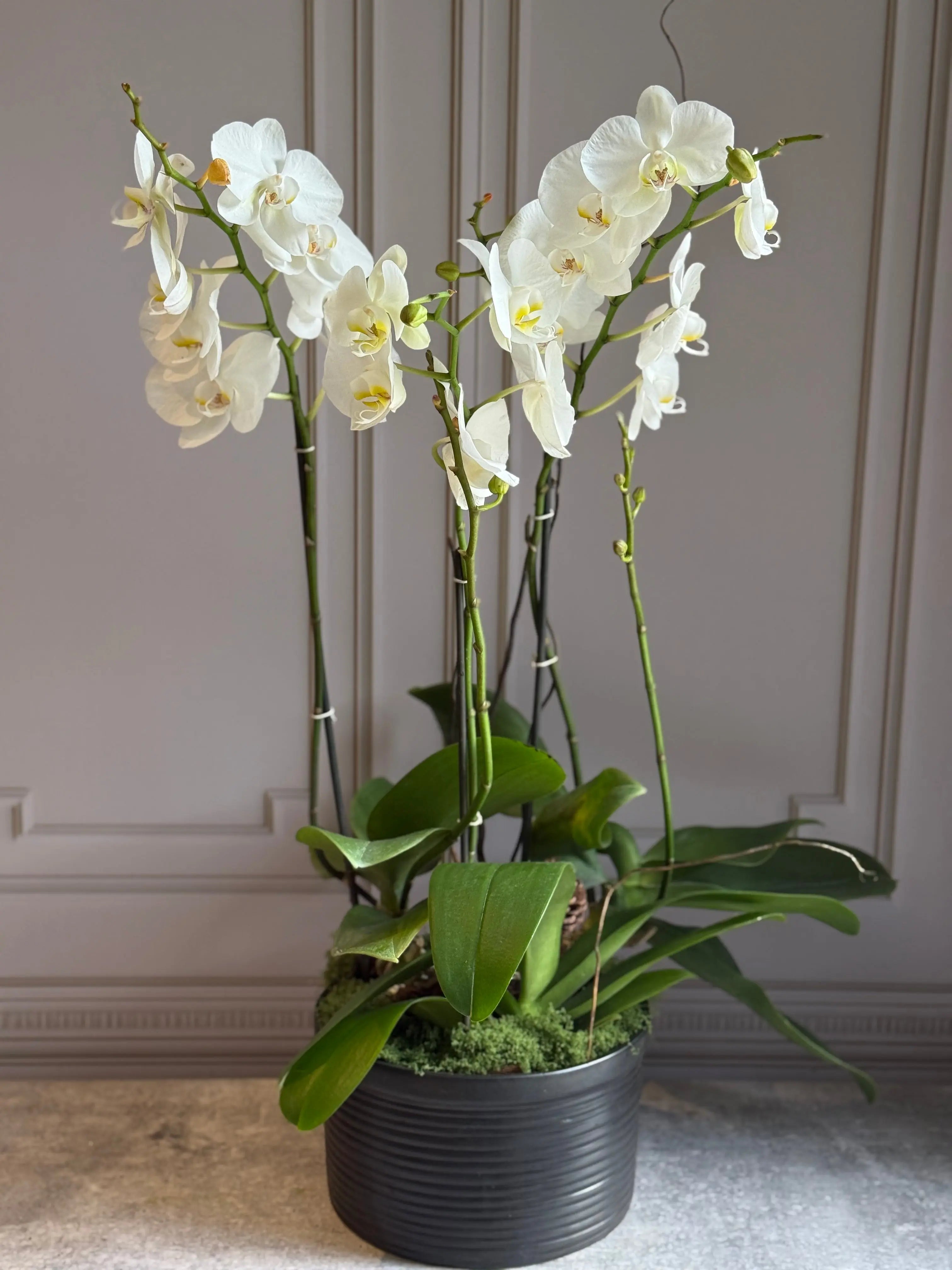 Phalaenopsis Pots - 3 stems 1magnolialane