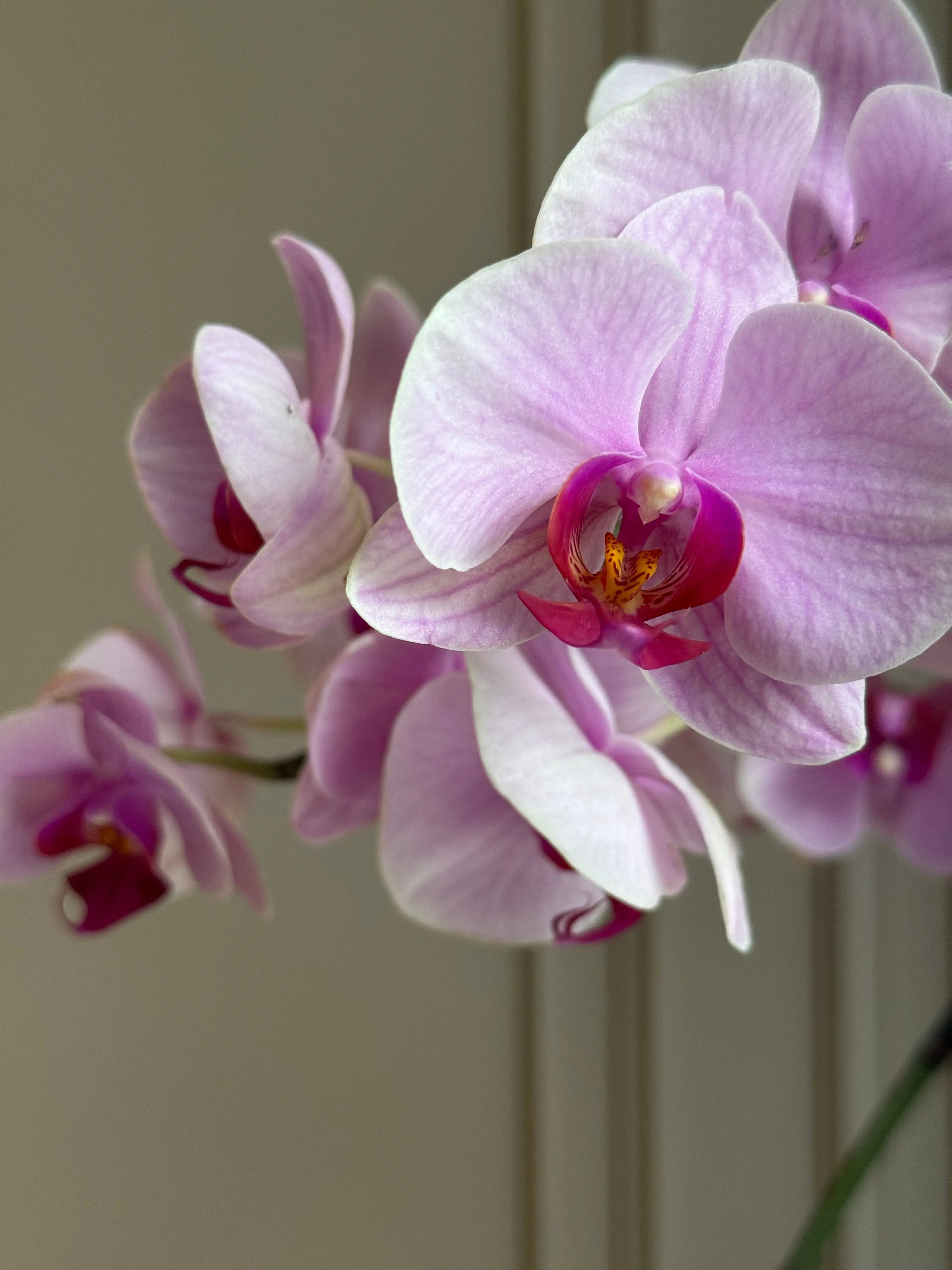 Phalaenopsis Pots - 2 stems 1magnolialane