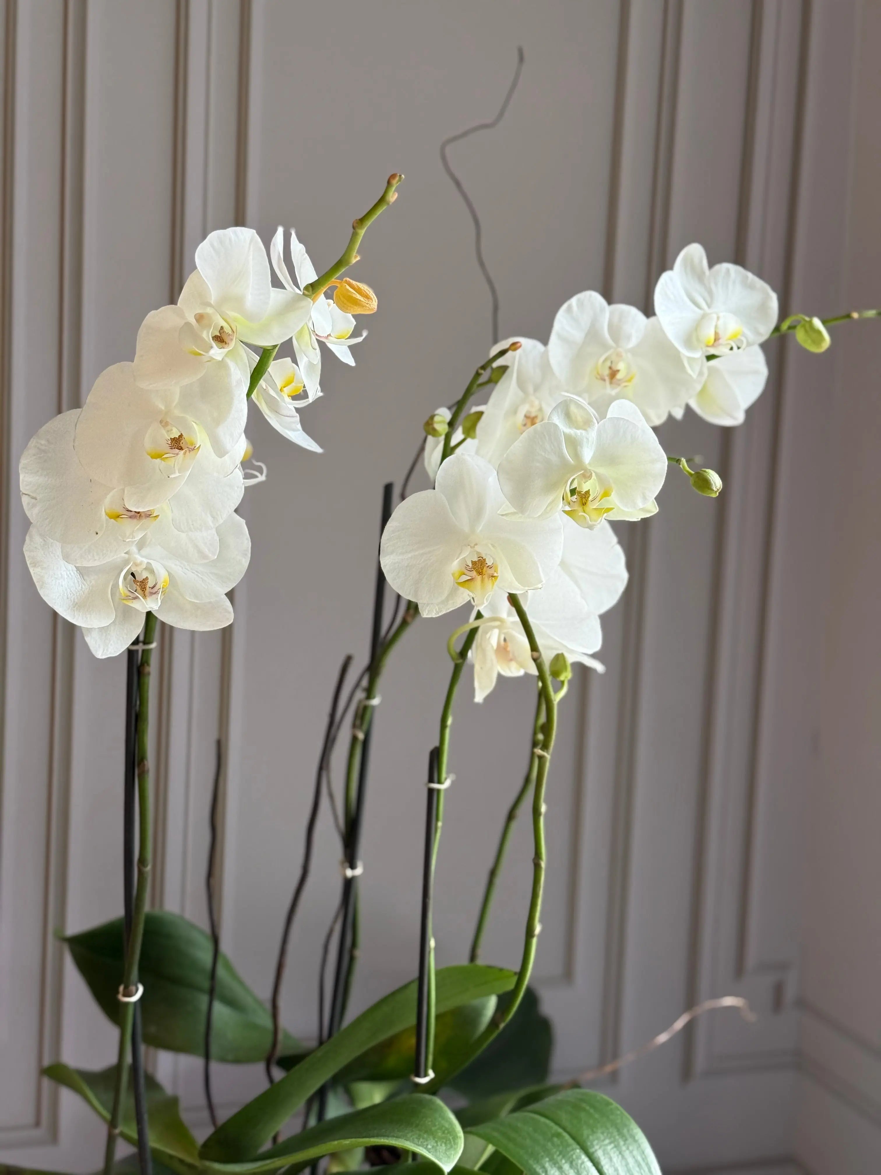 Phalaenopsis Pots - 3 stems 1magnolialane