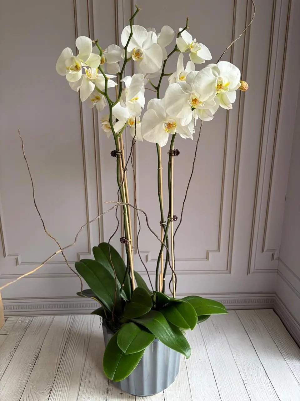 Phalaenopsis Pots - (4 Stems) White 1magnolialane