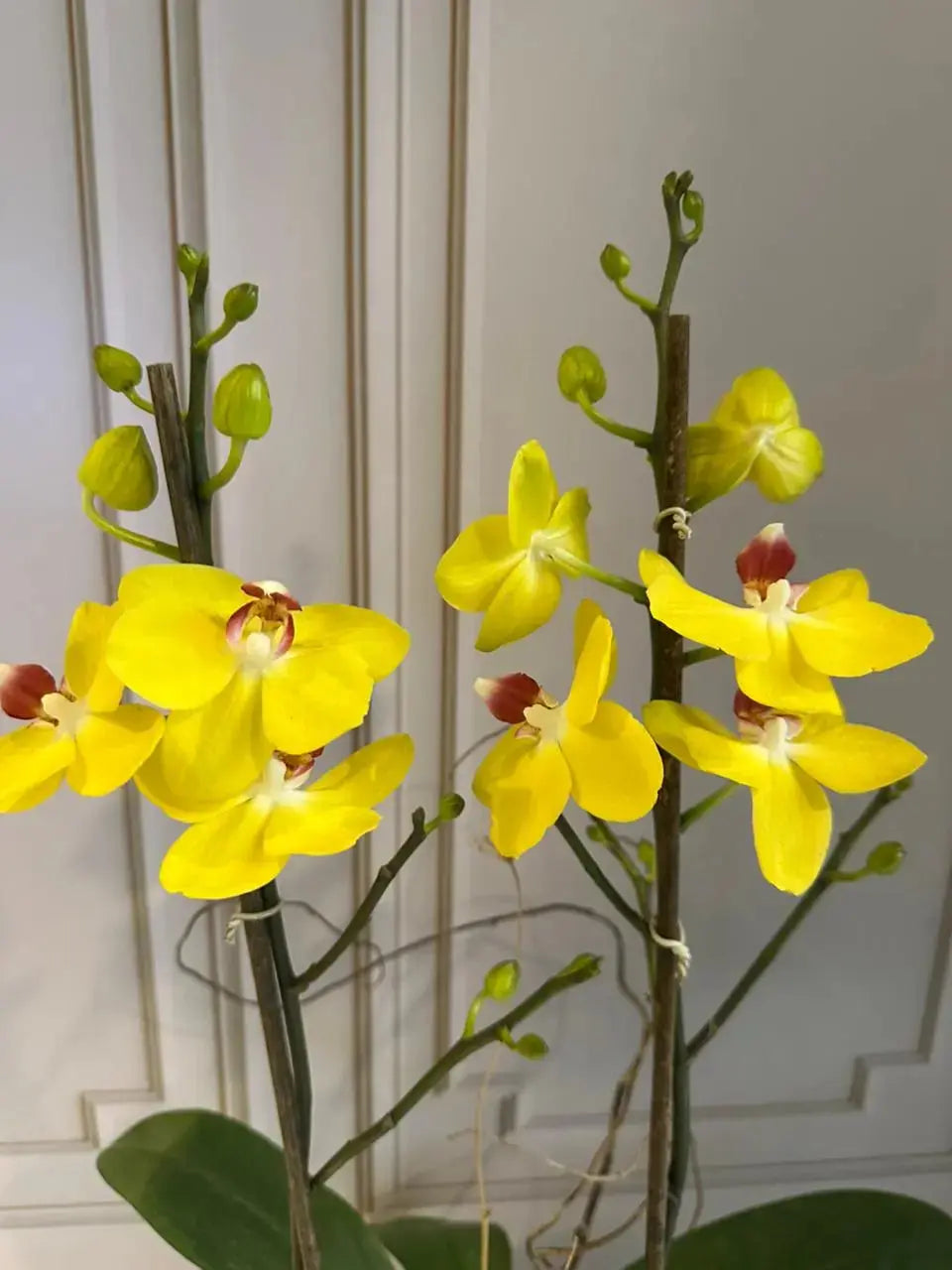 Phalaenopsis Pots (2 stems) (Limelight) 1magnolialane