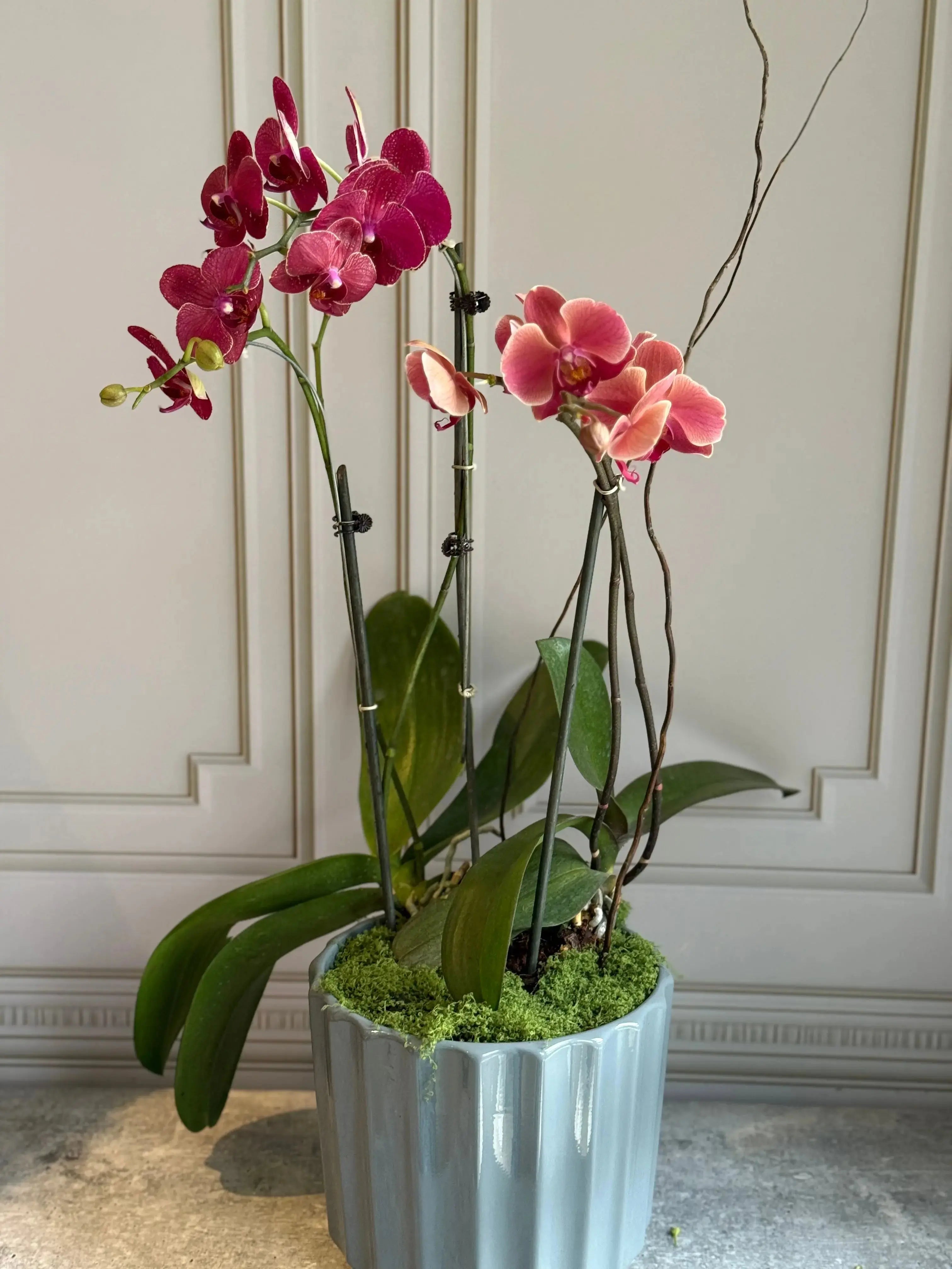 Phalaenopsis Pots - 3 stems 1magnolialane