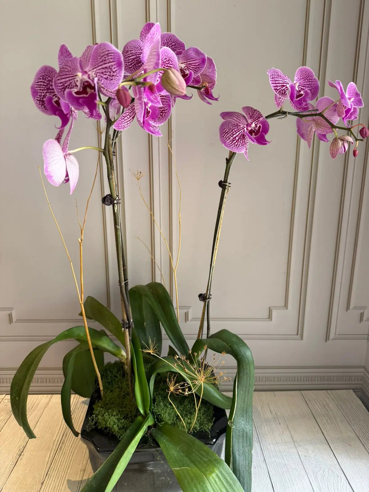Phalaenopsis Pots (3 stems) Harper Seven - Jan 1magnolialane
