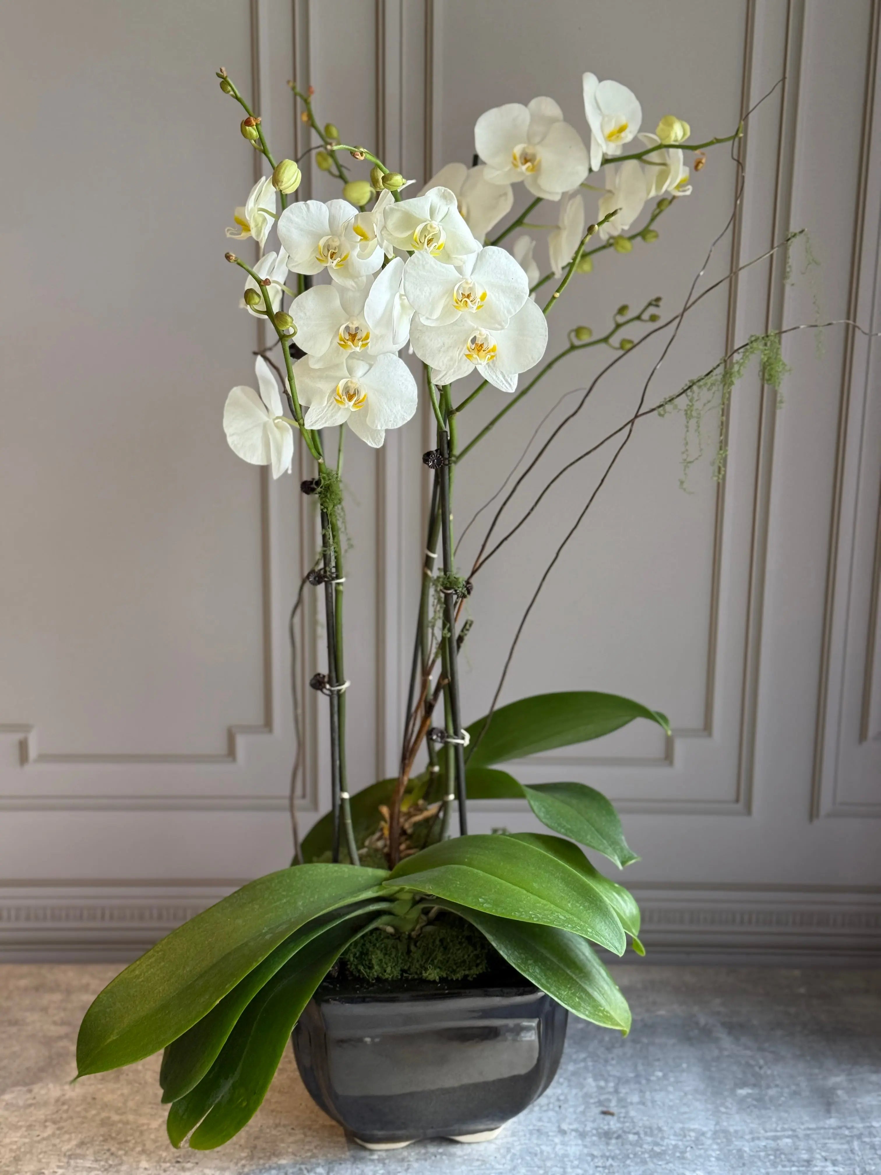 Phalaenopsis Pots - 3 stems 1magnolialane
