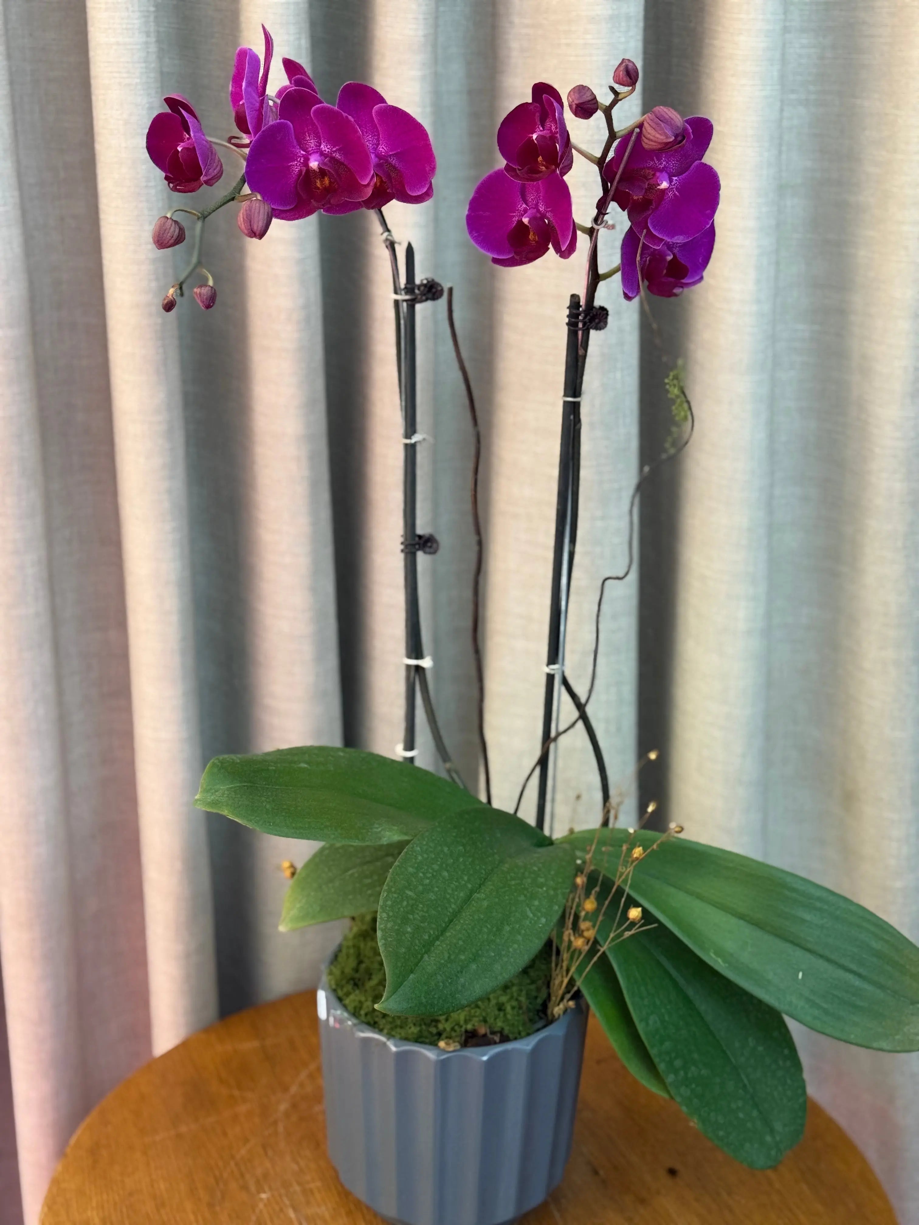 Phalaenopsis Pots - 2 stems Harper Seven 1magnolialane