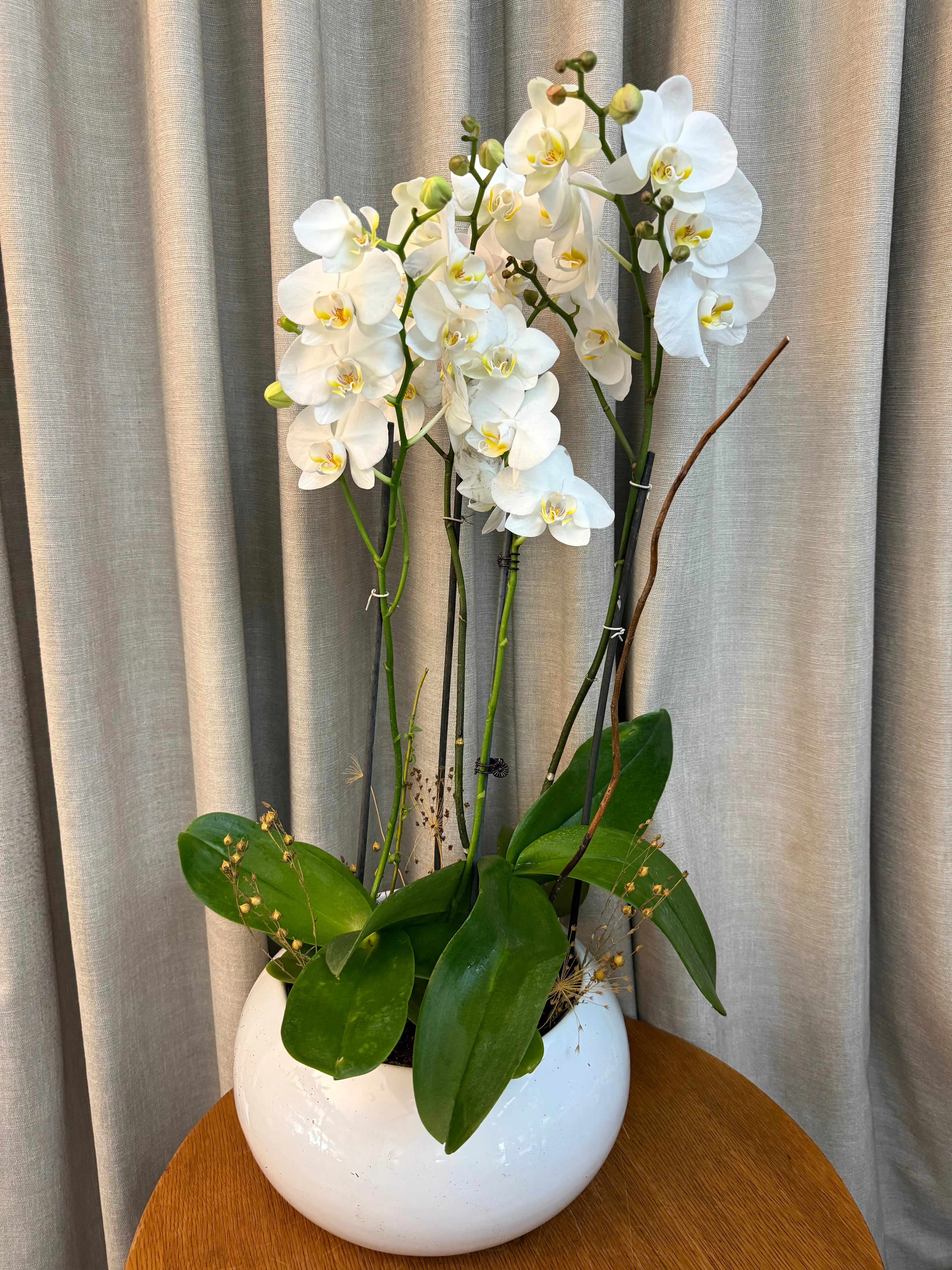 Phalaenopsis Pots - 4 stems Misty snow 1magnolialane