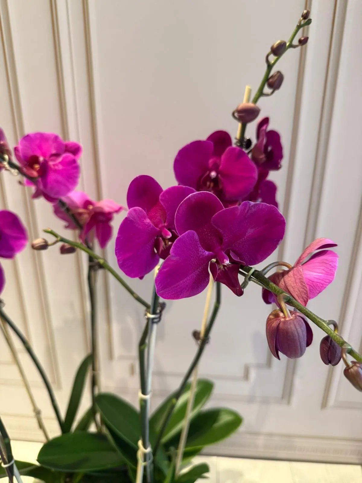 Phalaenopsis Pots - 5 Stems Dark Pink 1magnolialane