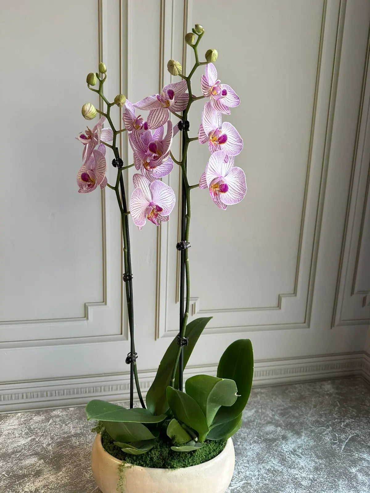 Phalaenopsis Pots - (2 stems) Light Pink with Stripes 1magnolialane