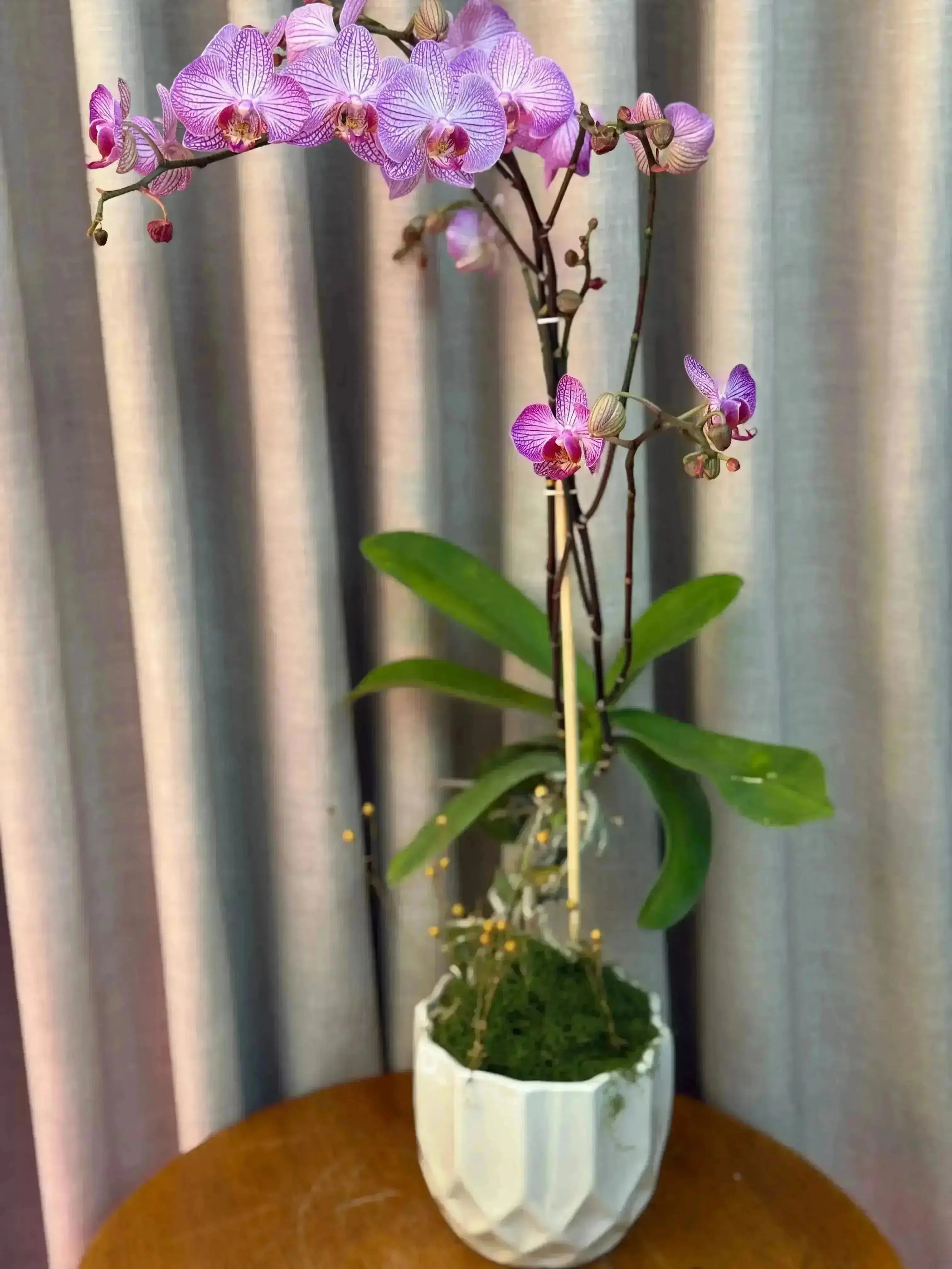 Phalaenopsis Pots - 1 Stem 1magnolialane