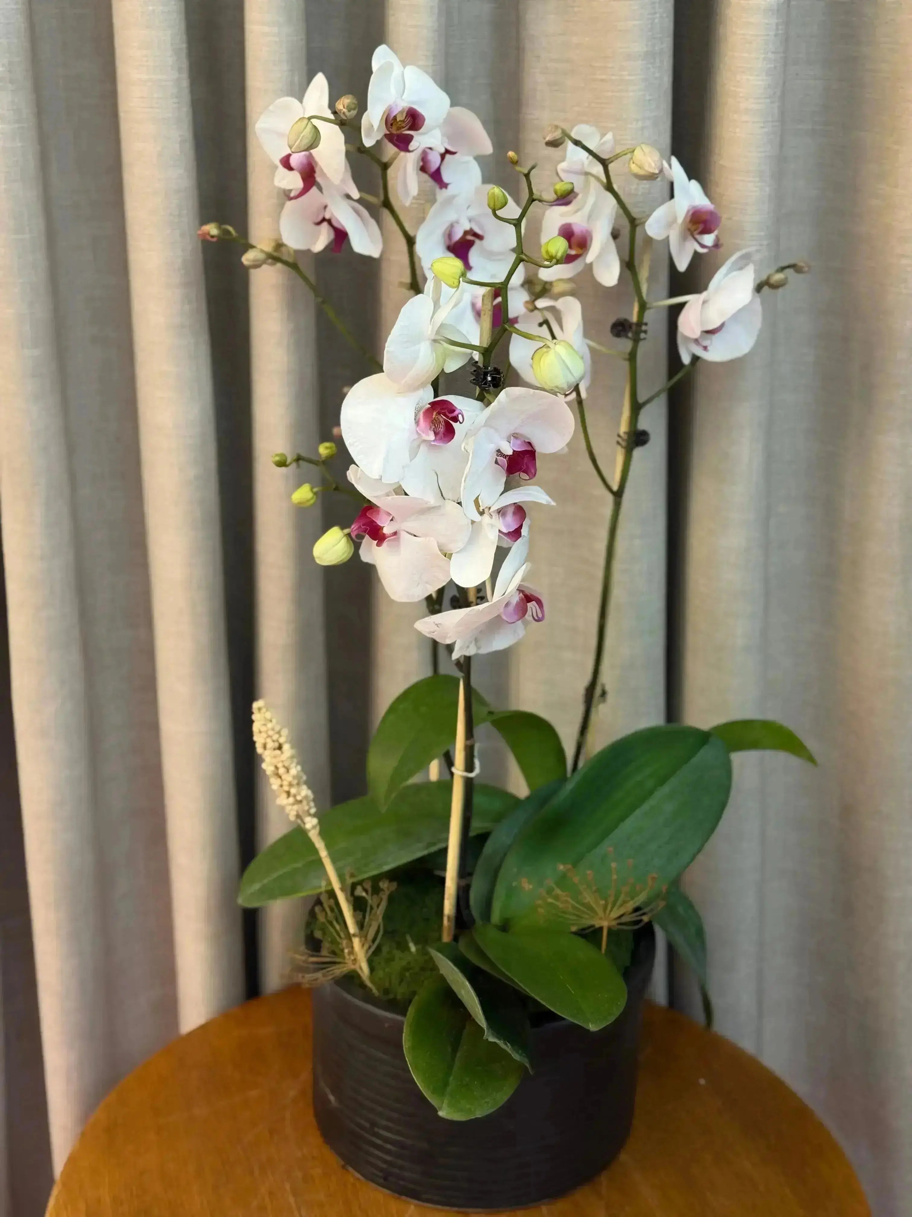 Phalaenopsis Pots - 3 stems 1magnolialane