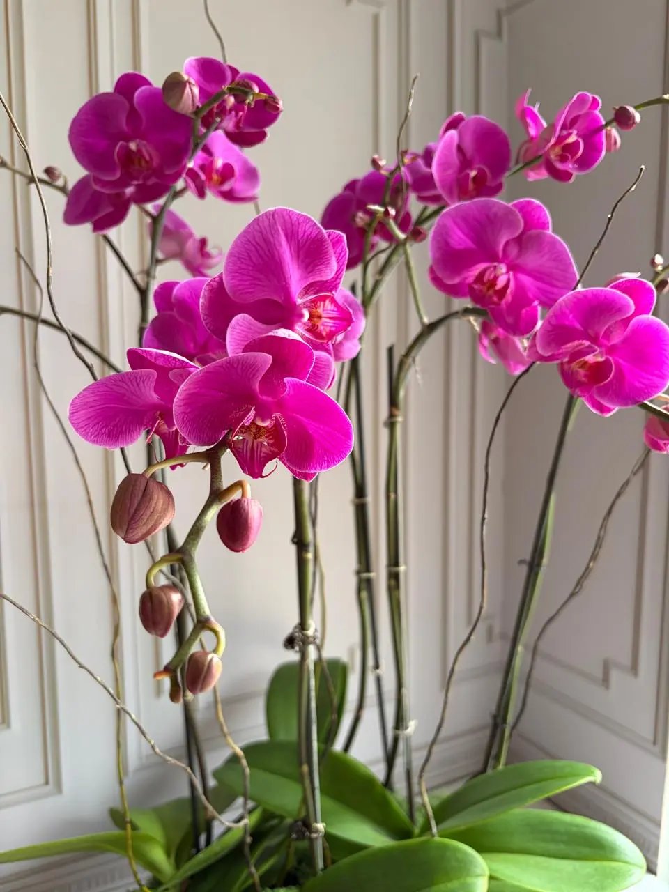 Phalaenopsis Pots - (4 Stems) Dark Pink 1magnolialane