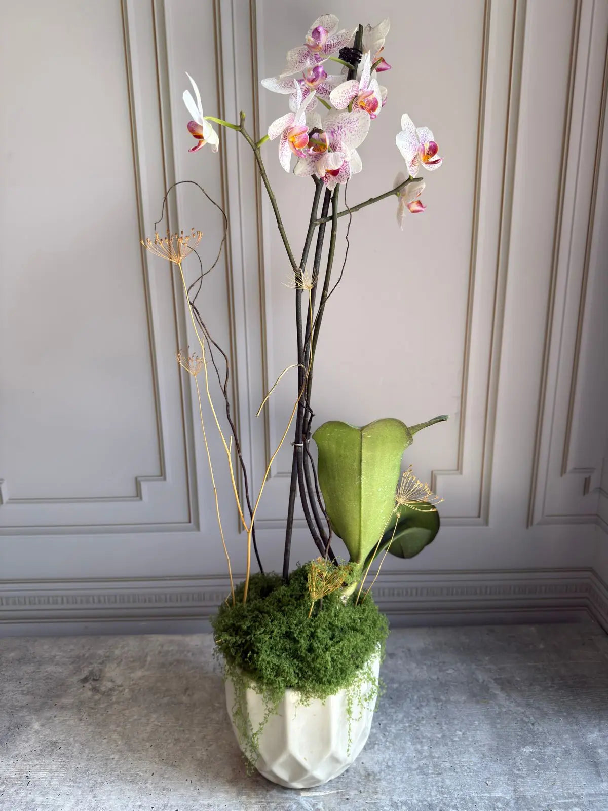 Phalaenopsis Plants (1 Stem) 8 1magnolialane