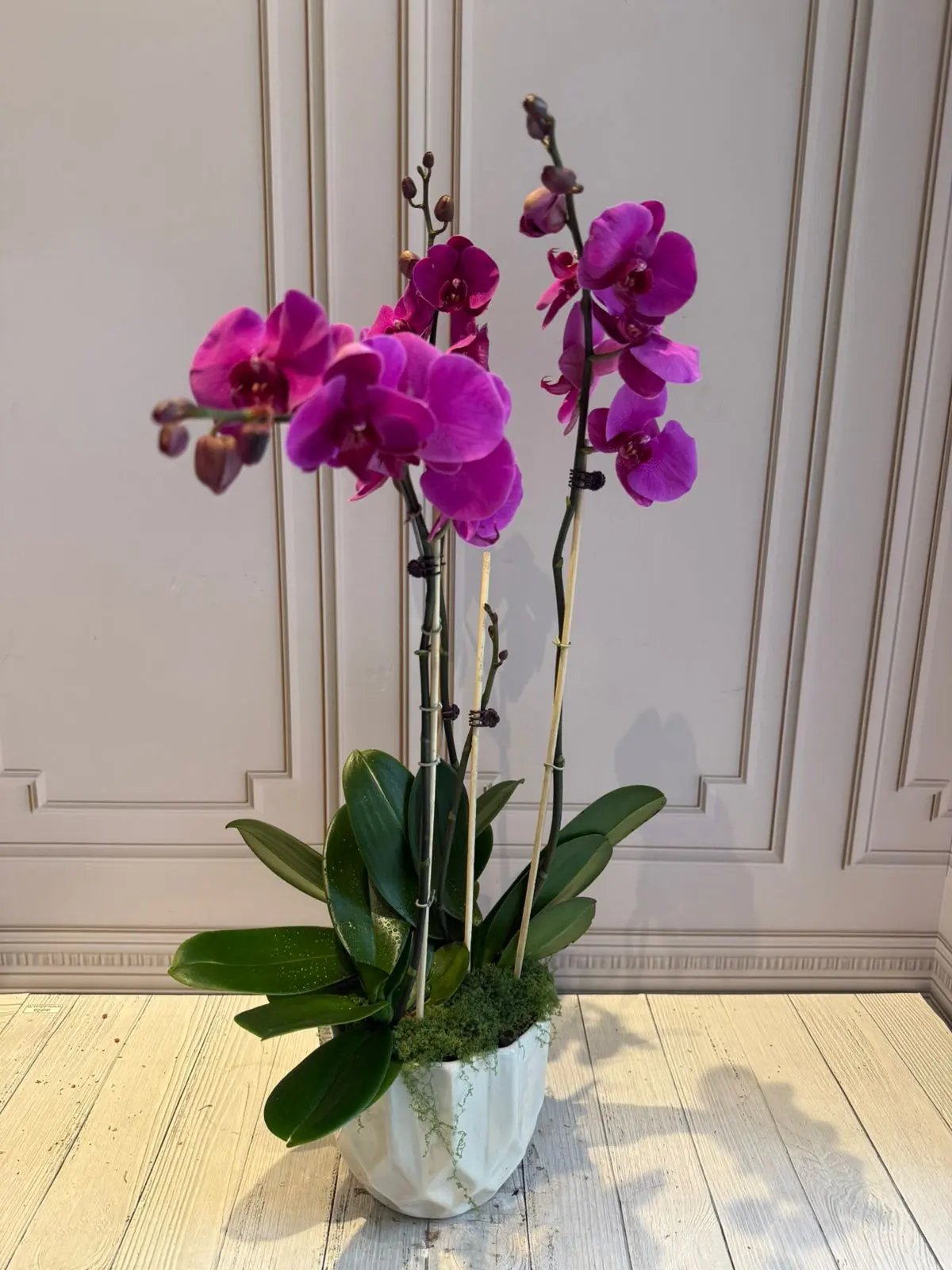 Phalaenopsis Pots (3 stems) Dark Pink 1magnolialane