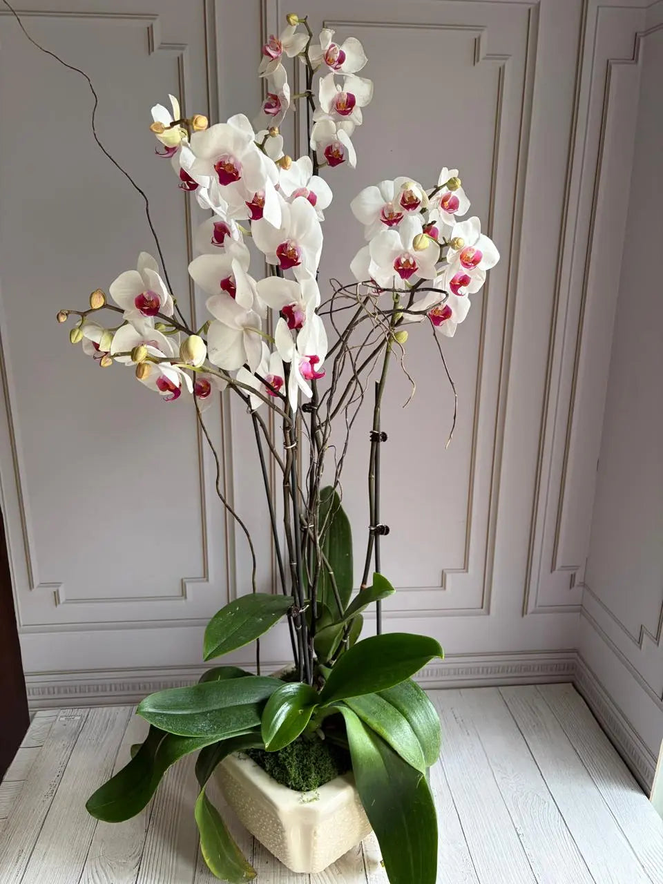 Phalaenopsis Plants - White with pink center 1magnolialane