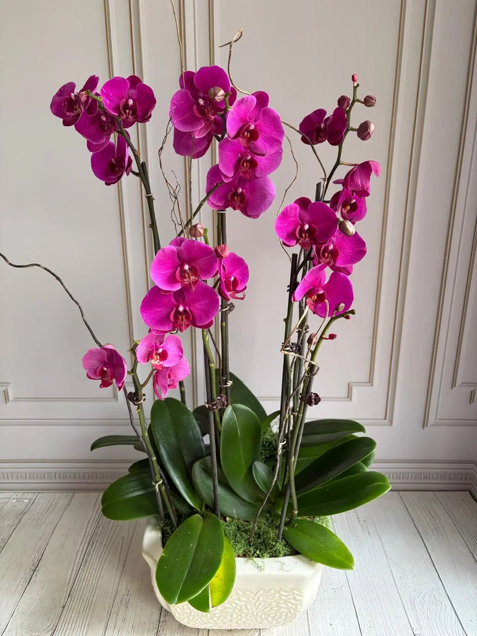 Phalaenopsis Pots - (5 Stems) Harper Seven-Jan 1magnolialane