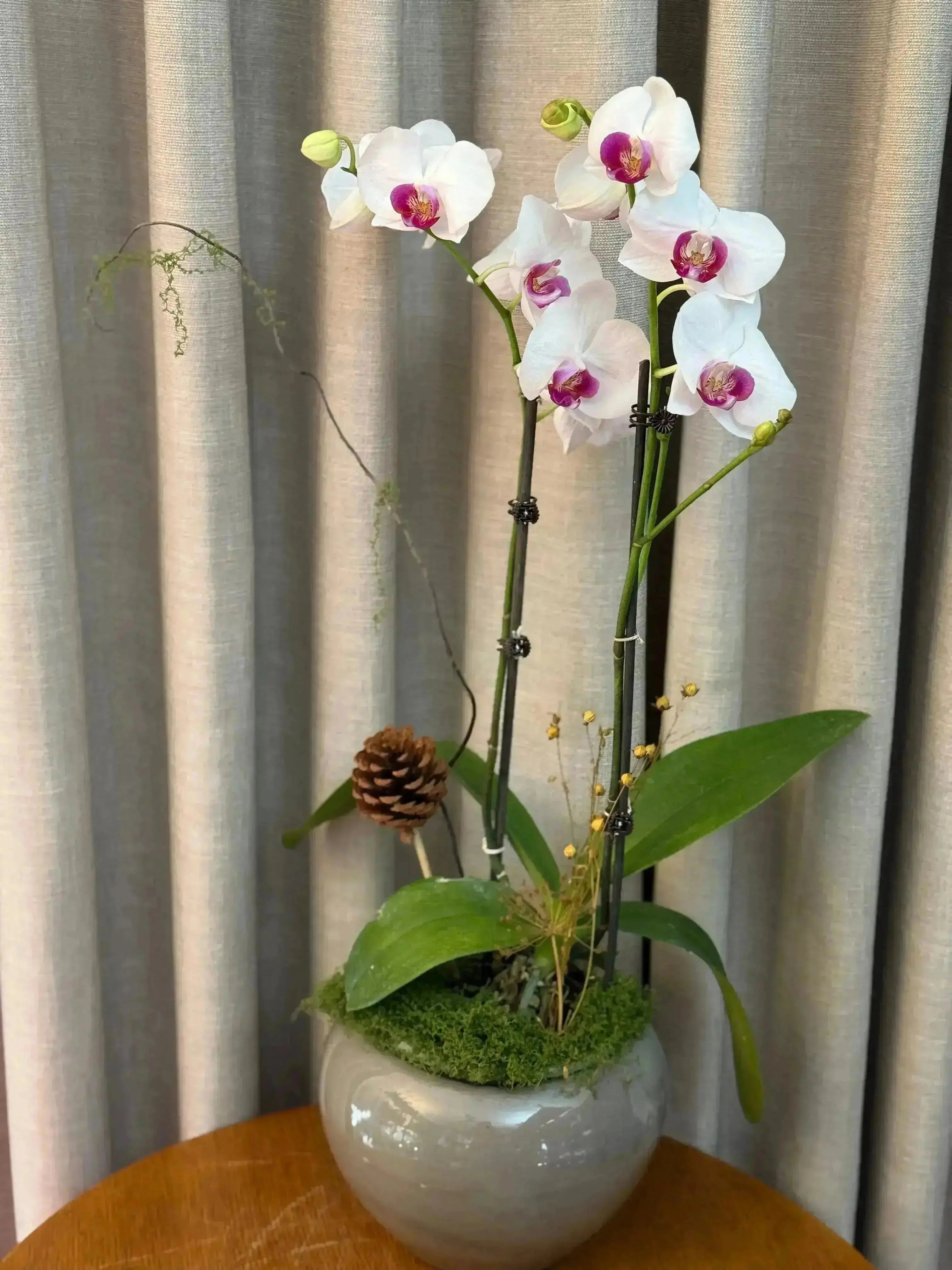 Phalaenopsis Pots - 2 stems 1magnolialane