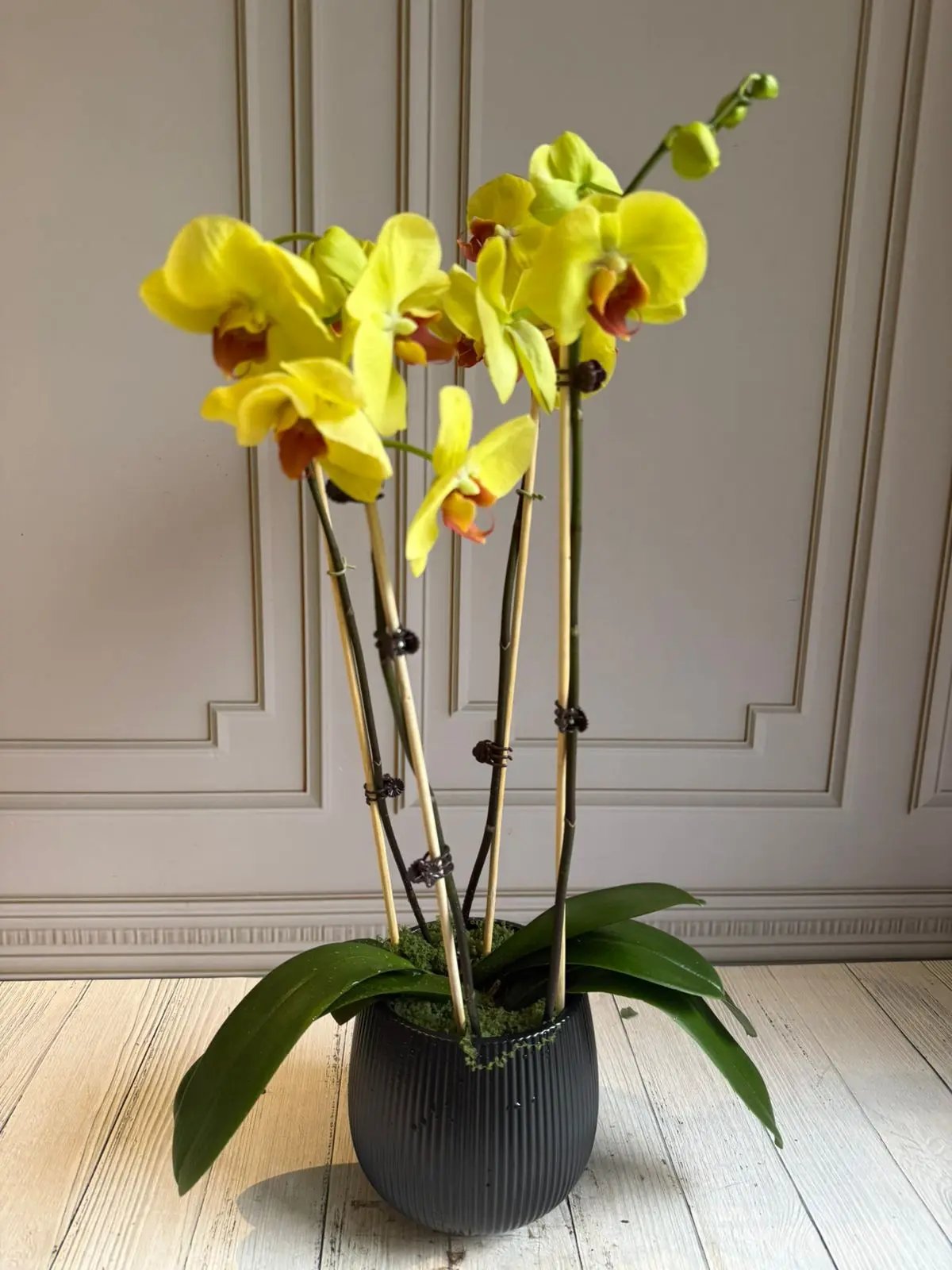 Phalaenopsis Pots - 4 Stems Yellow 1magnolialane