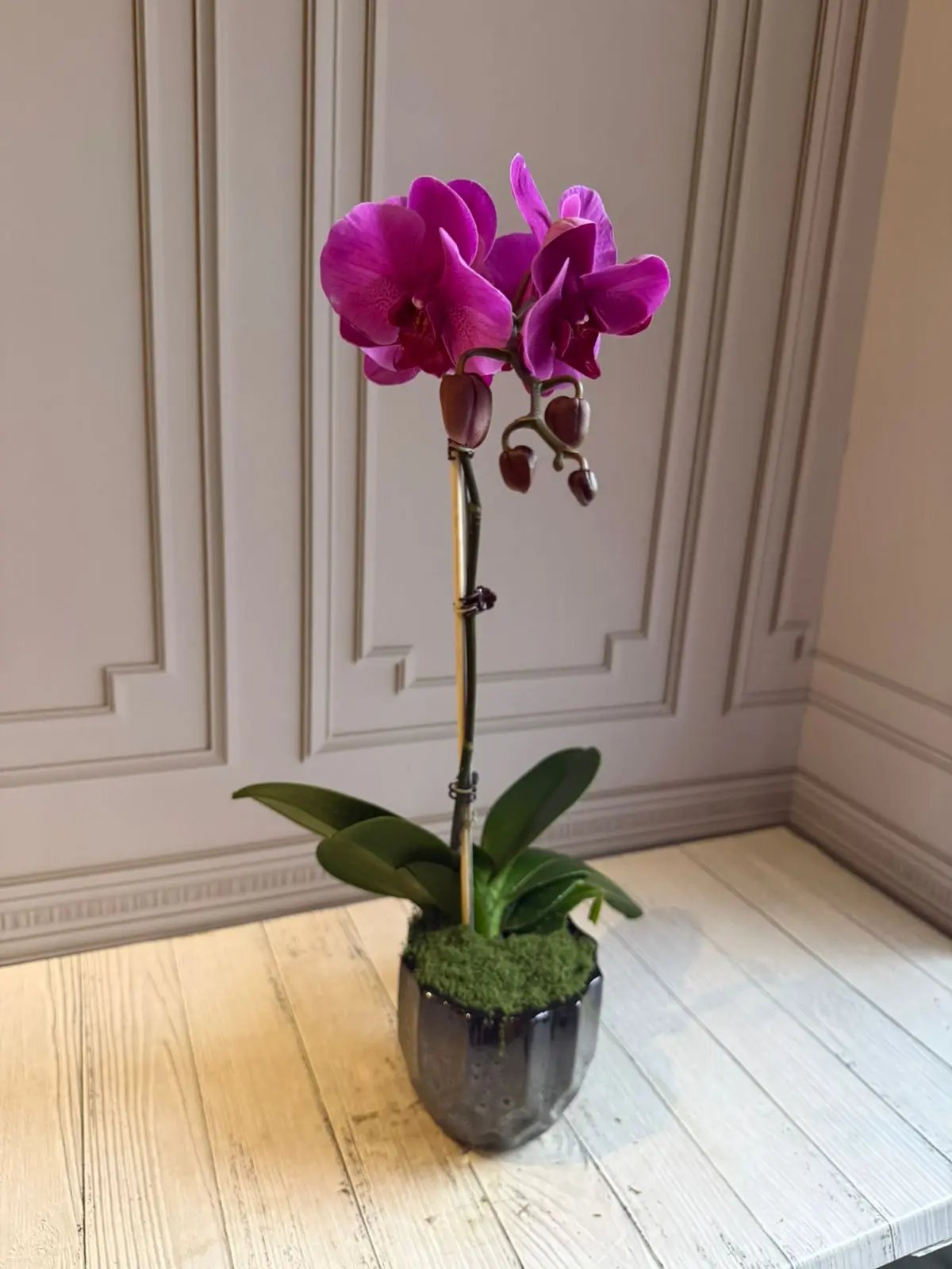Phalaenopsis Plants (1 Stem) Dark Pink 1magnolialane