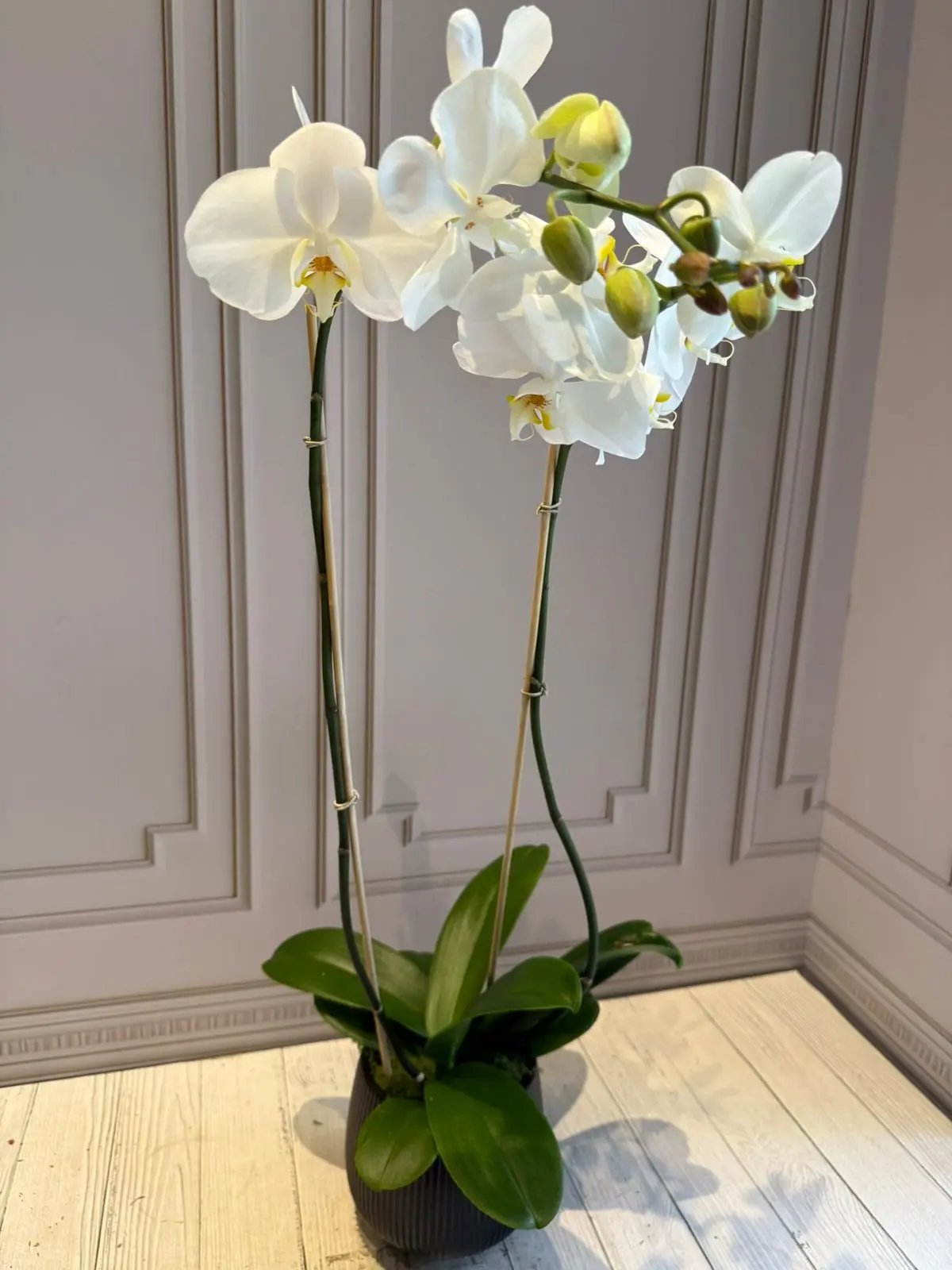 Phalaenopsis Pots - 2 stems White with yellow center 1magnolialane