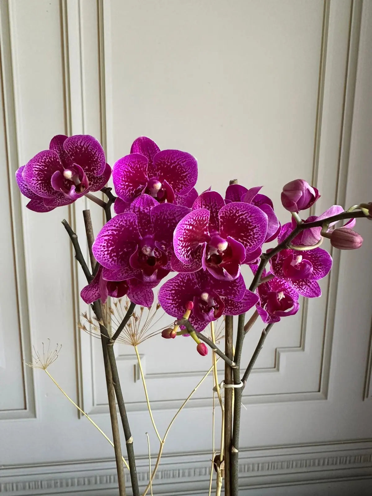 Phalaenopsis Pots ( 2 stems ) 20 1magnolialane