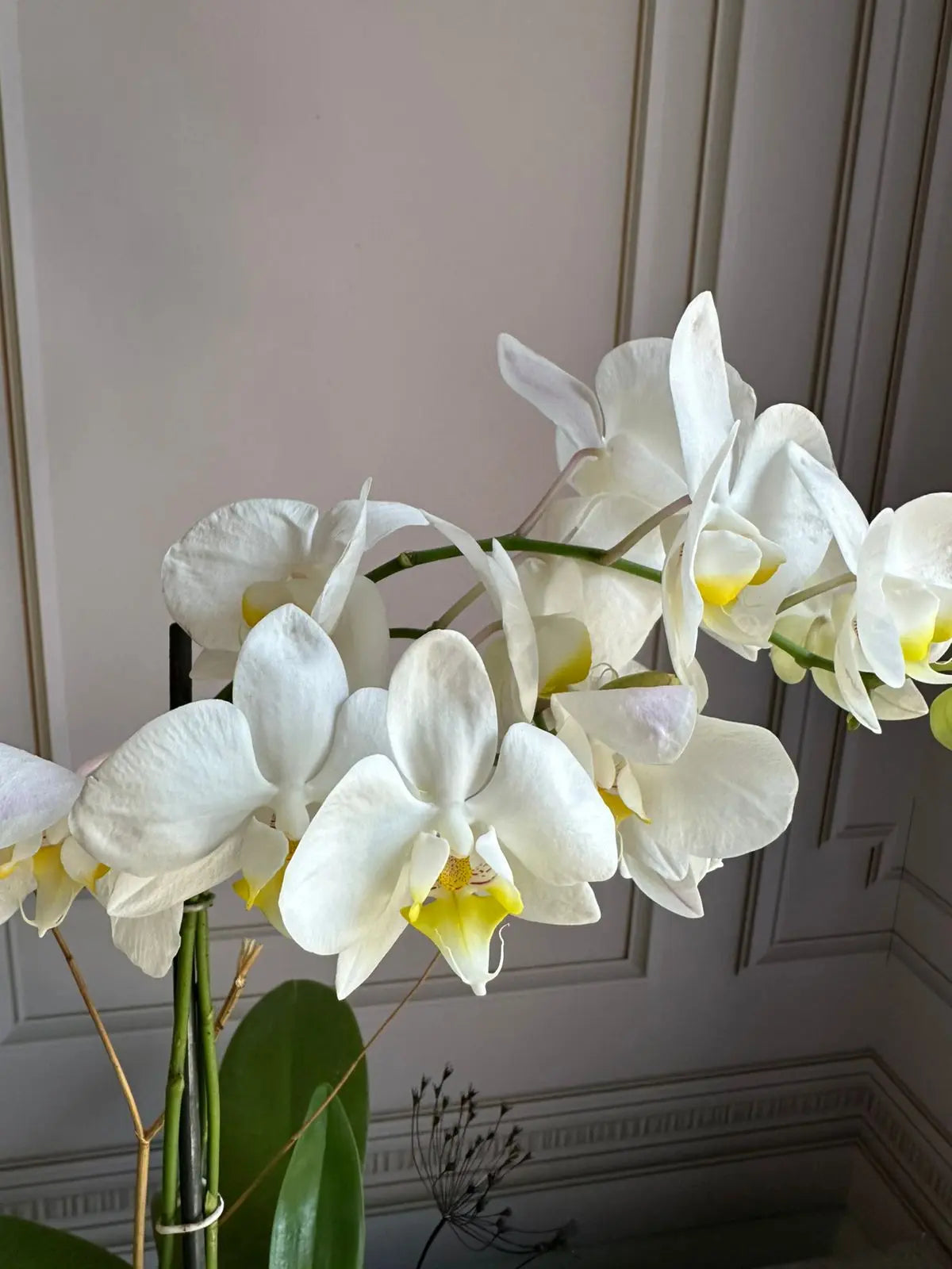 Phalaenopsis Pots (2 stems) 1magnolialane