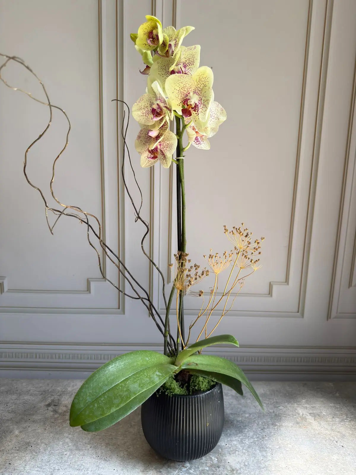 Phalaenopsis Plants (1 Stem) 6 1magnolialane
