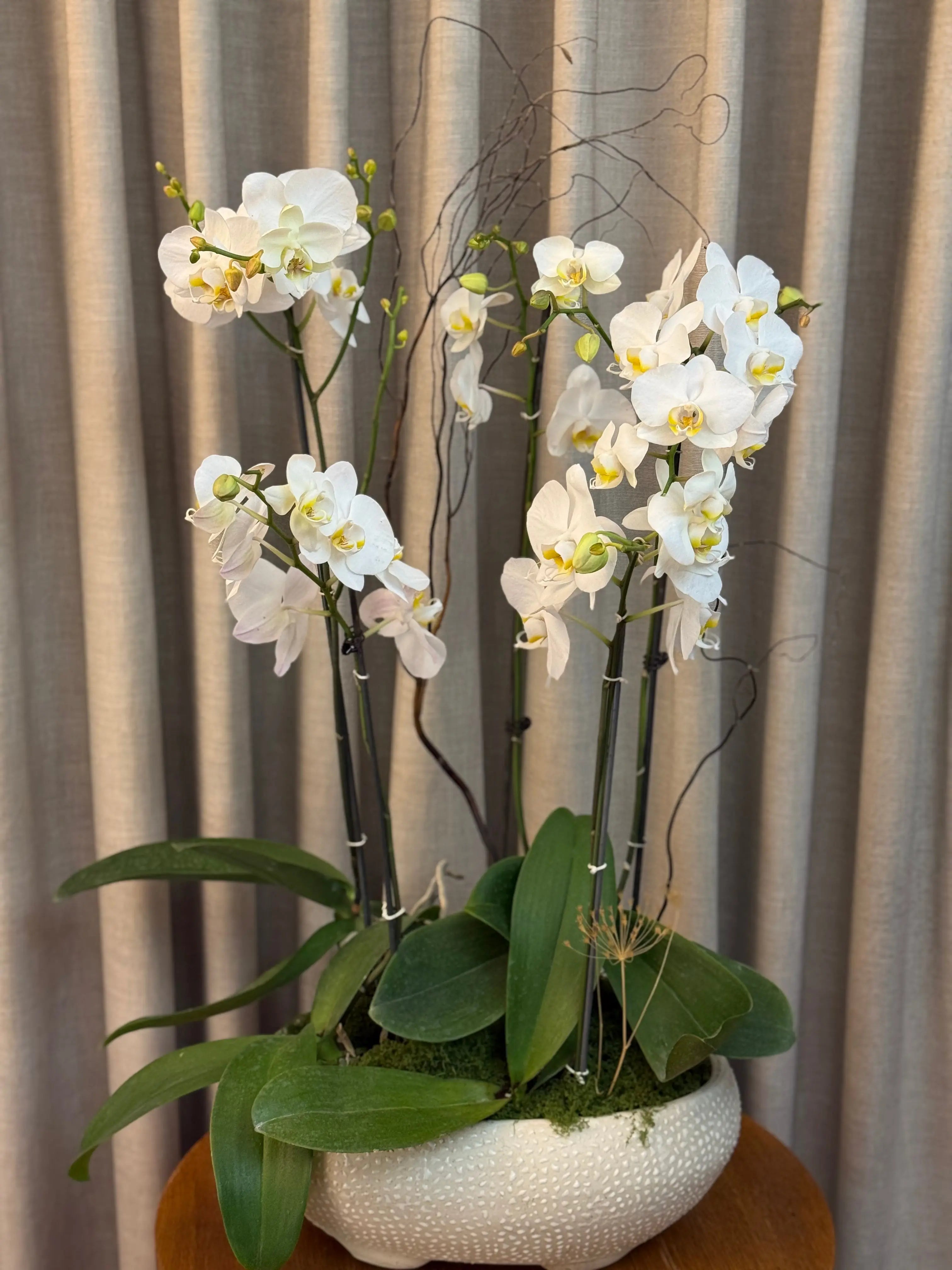 Phalaenopsis Plants - White with yellow center 1magnolialane