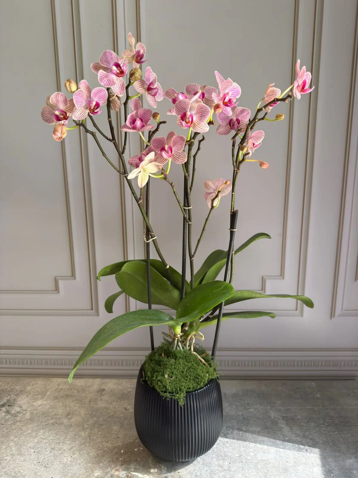 Phalaenopsis Pots (3 stems) 1magnolialane