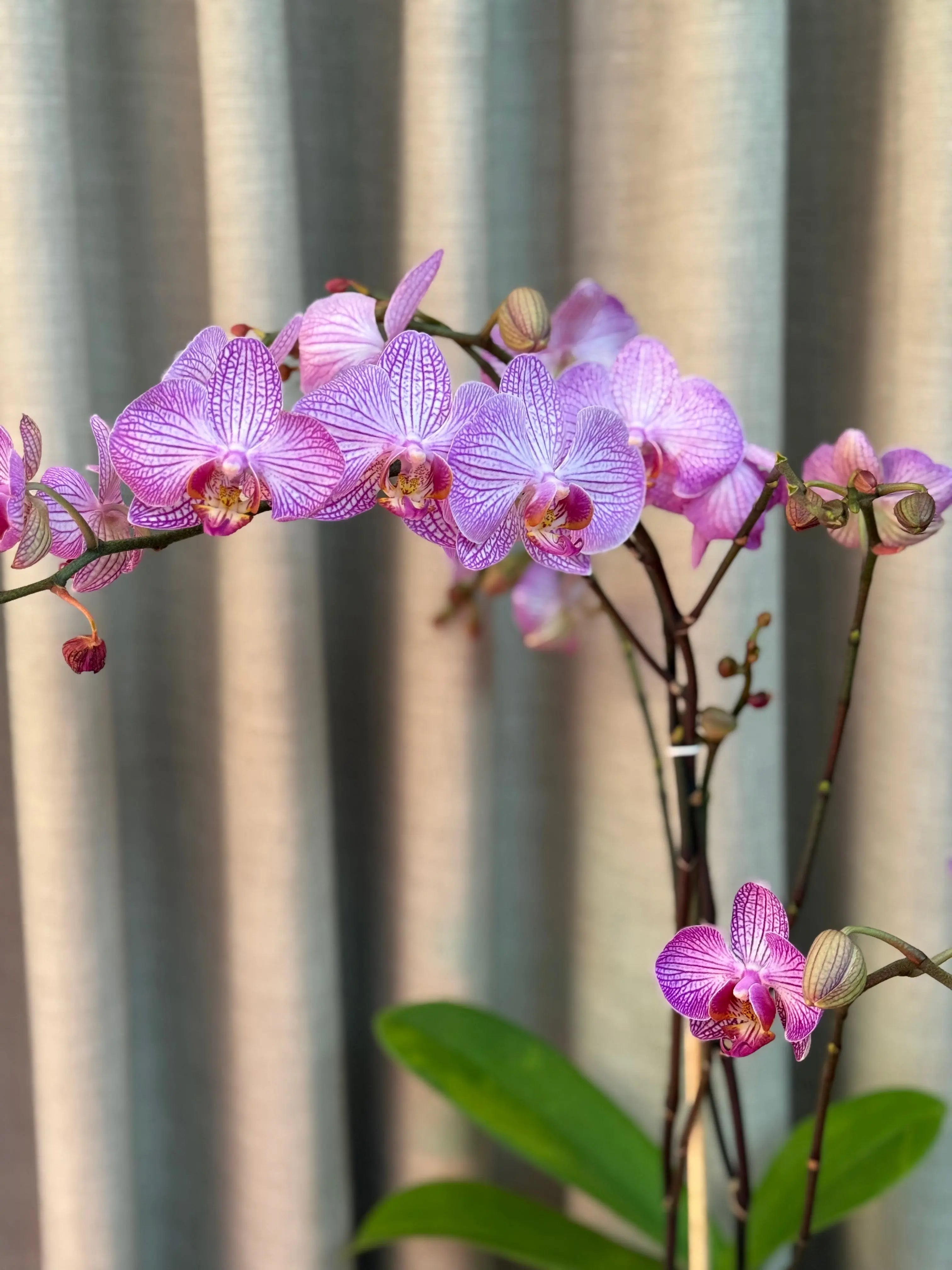 Phalaenopsis Pots - 1 Stem 1magnolialane