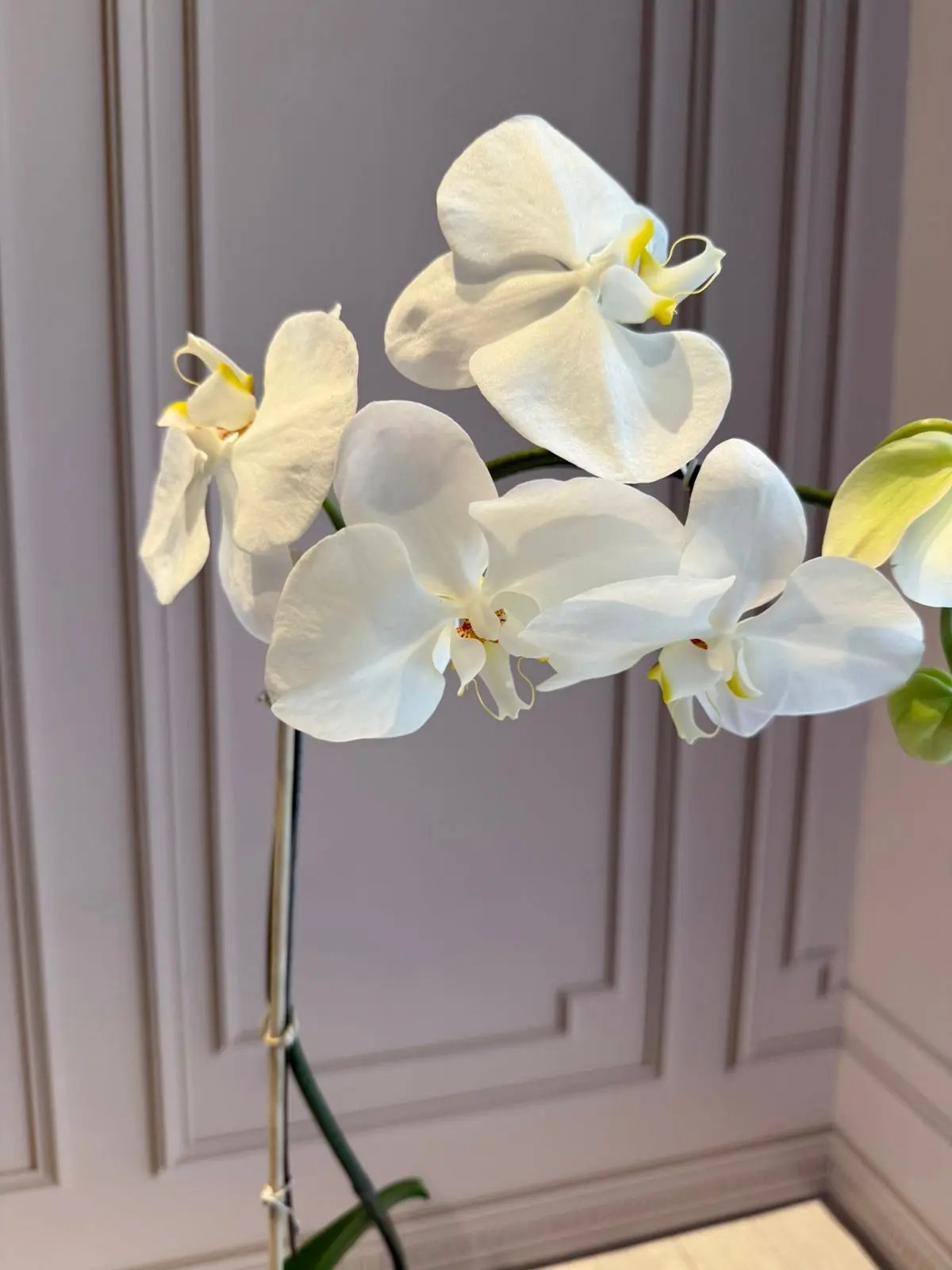 Phalaenopsis Plants (1 Stem) White with yellow center 1magnolialane