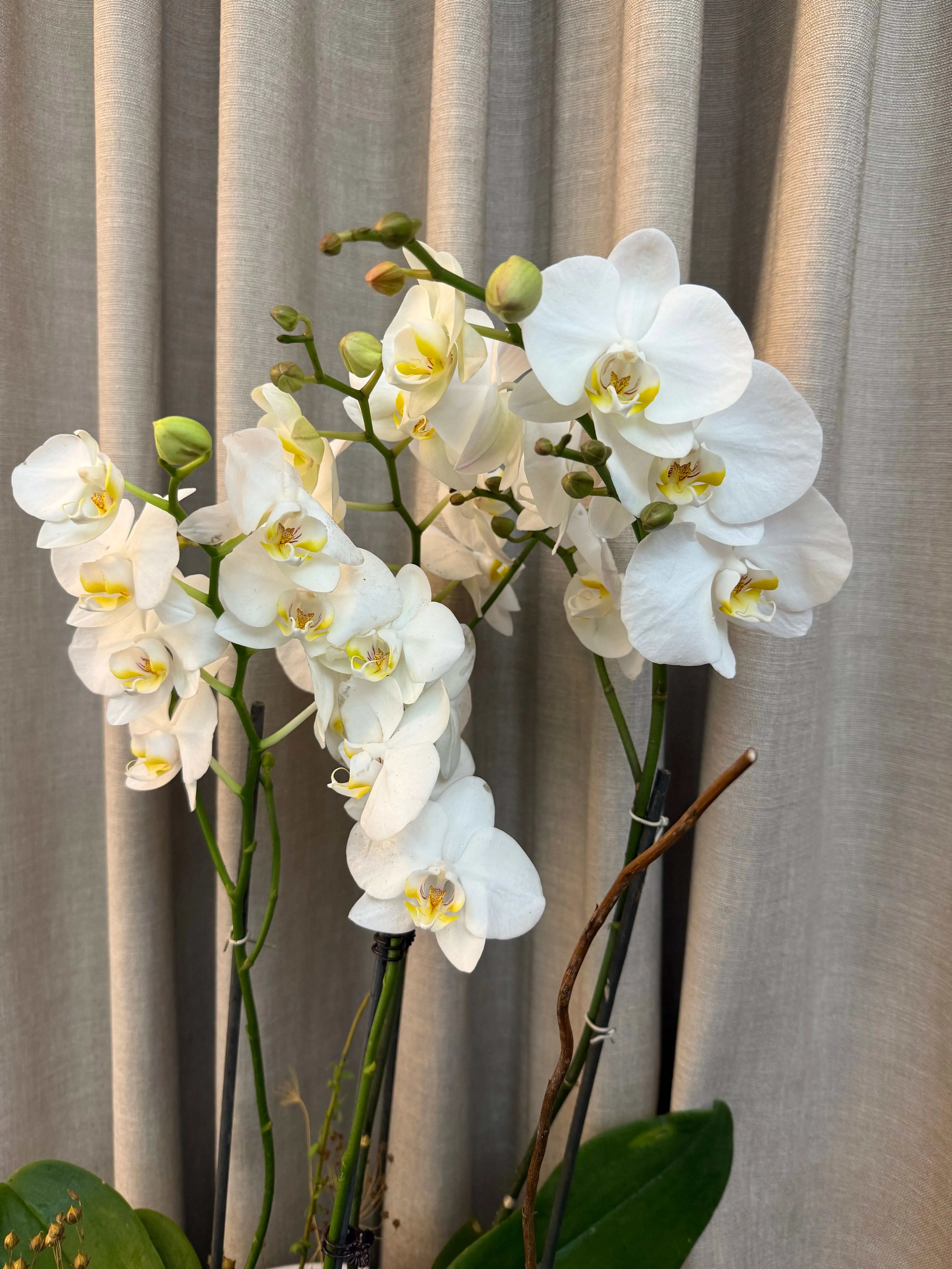 Phalaenopsis Pots - 4 stems Misty snow 1magnolialane